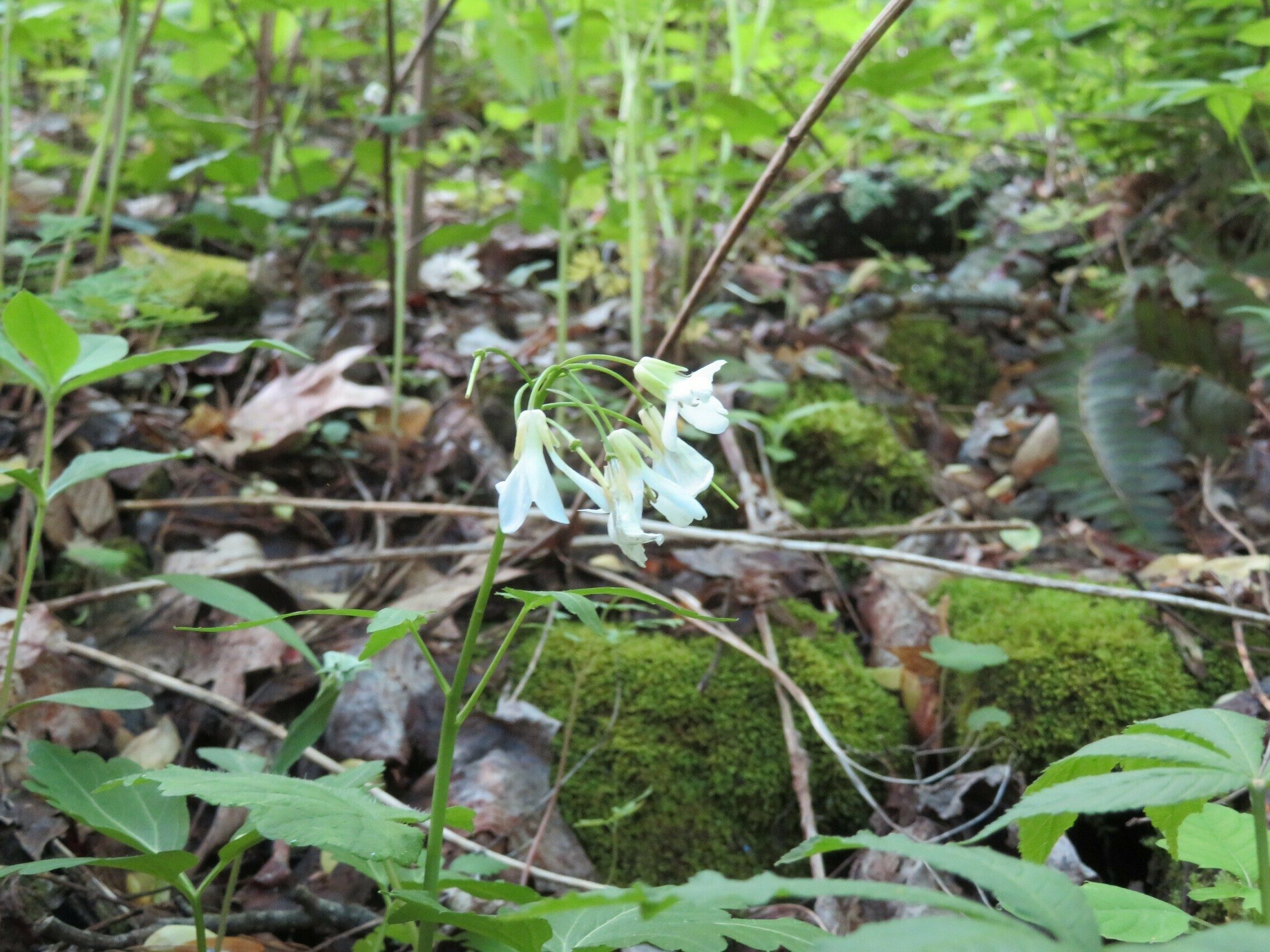 Cut-leaved Toothwort (Cardamine laciniata)