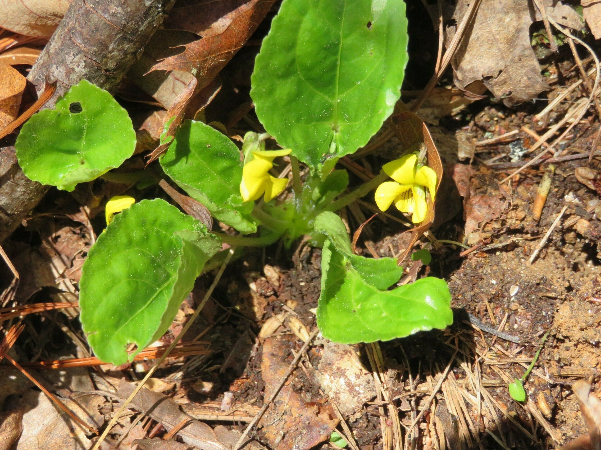Yellow Violet, Round-Leaved (Viola rotundifolia)