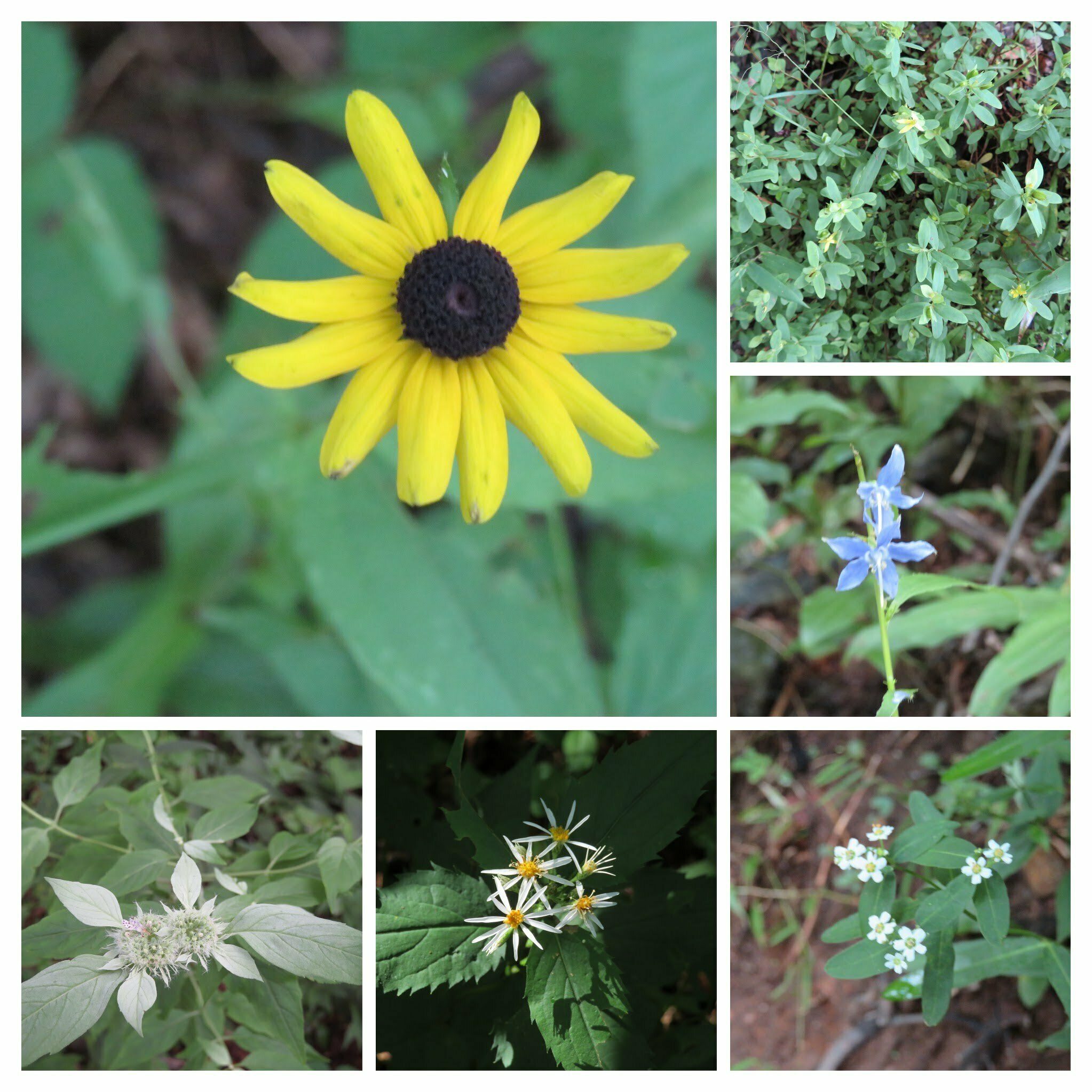 Lots of wildflowers