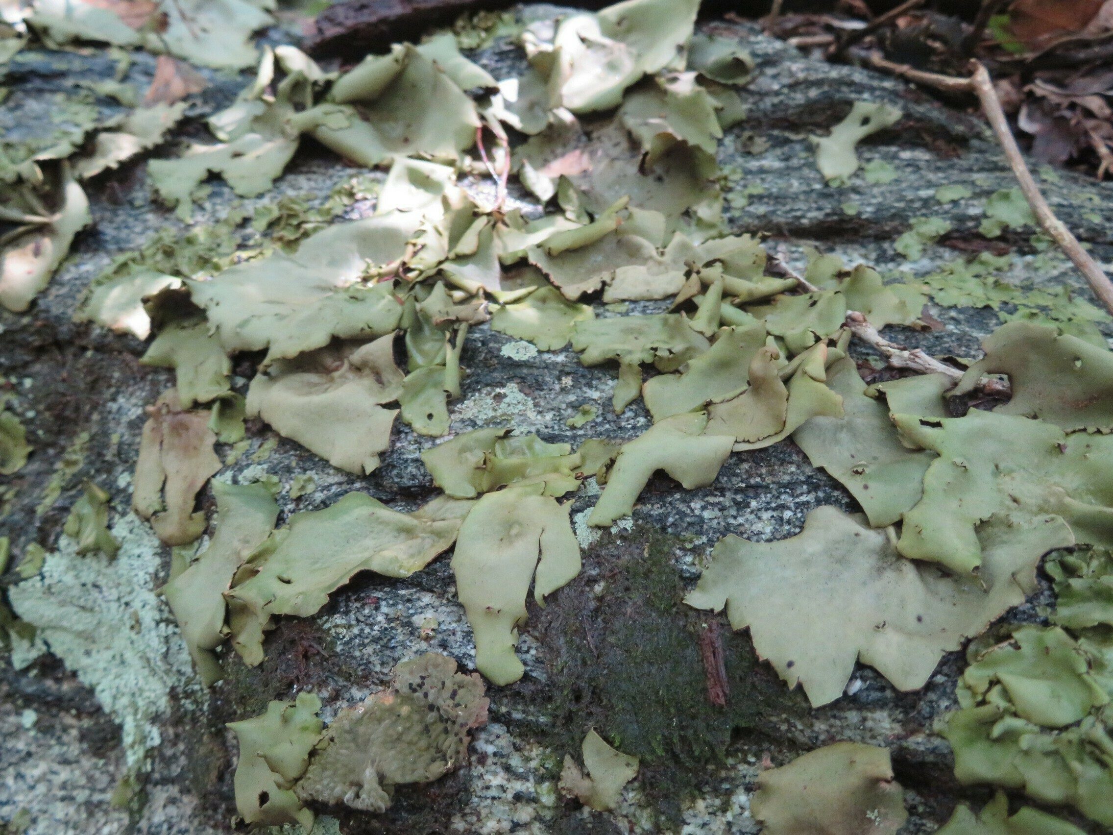 Rock Tripe, a form of lichen