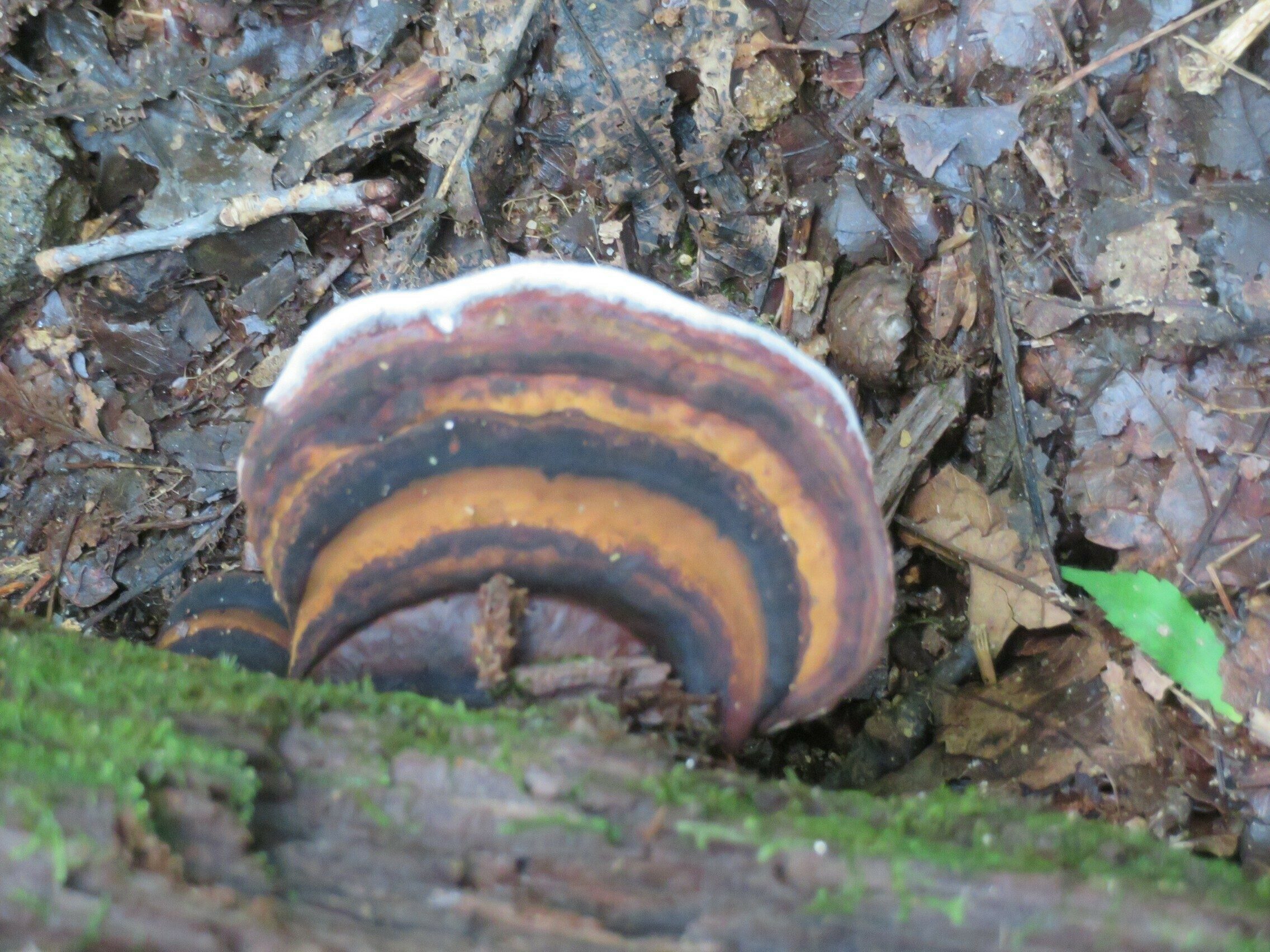Interesting Fungus