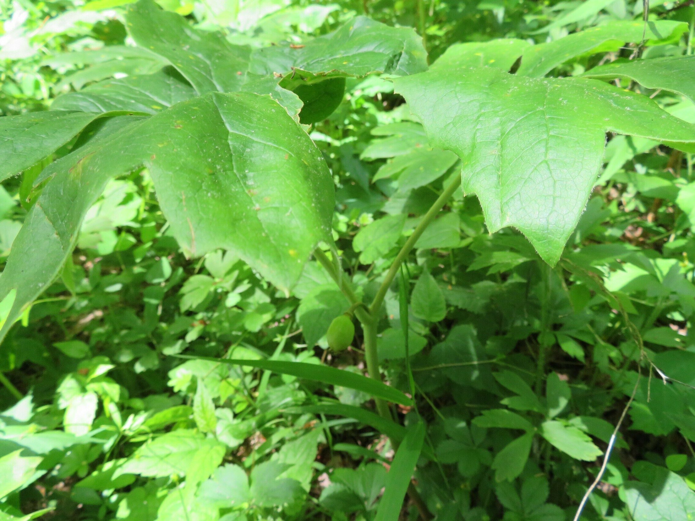 May-Apple (Podophyllum peltatum) - Look closely for "apple: forming