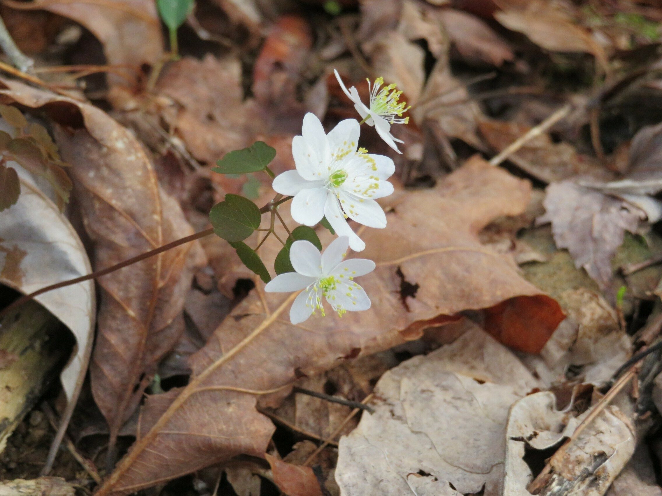Rue Anemone (Anemonella thalictroides)