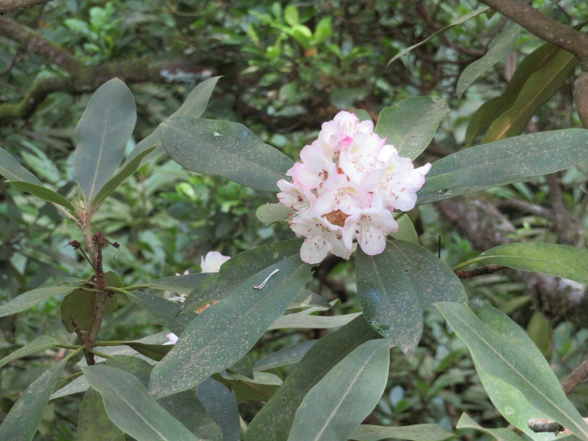 Rosebay Rhododendron (Rhododendron maximum )
