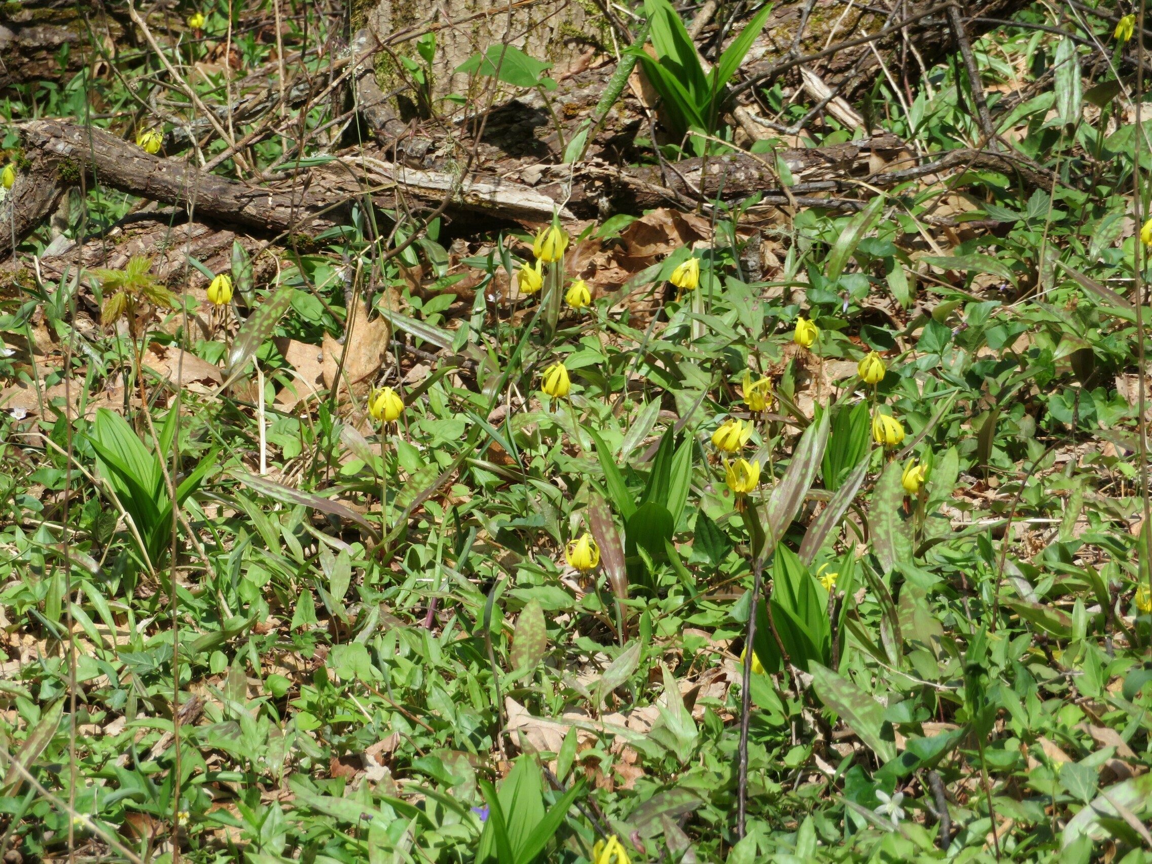 Lots of Trout Lily along the trail