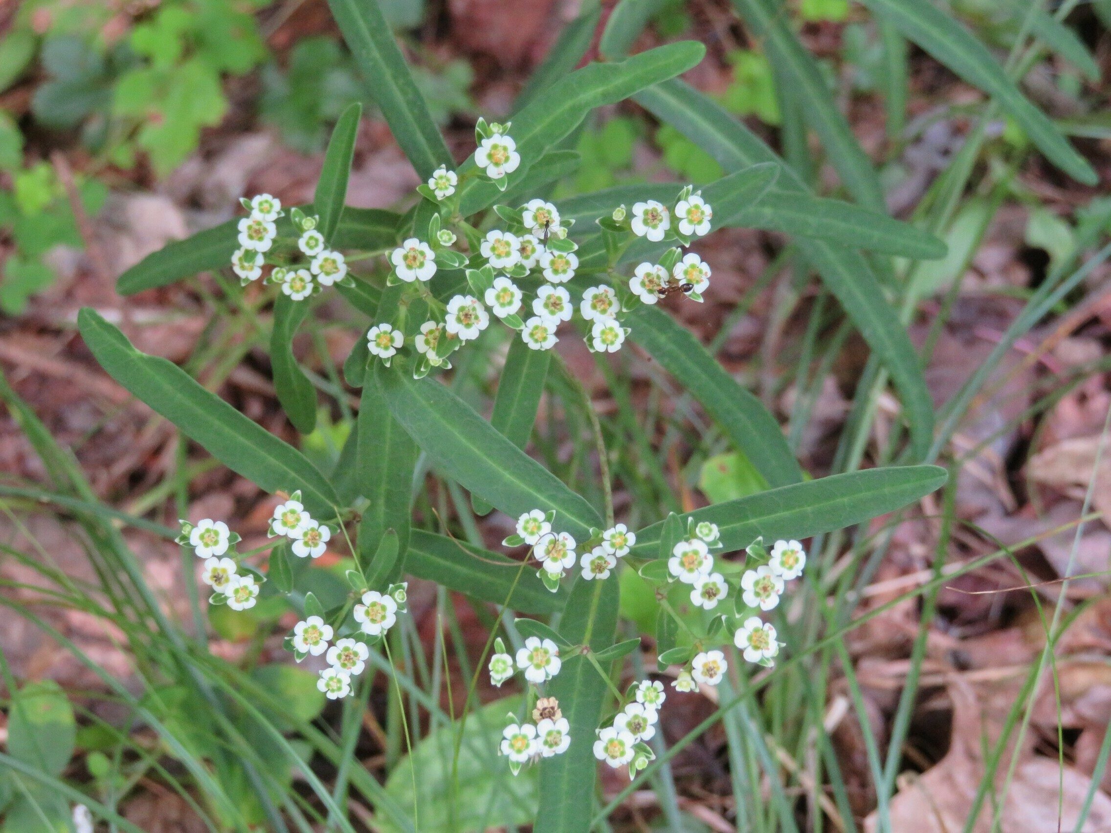 Flowering Spurge (Euphorbia corrllata)