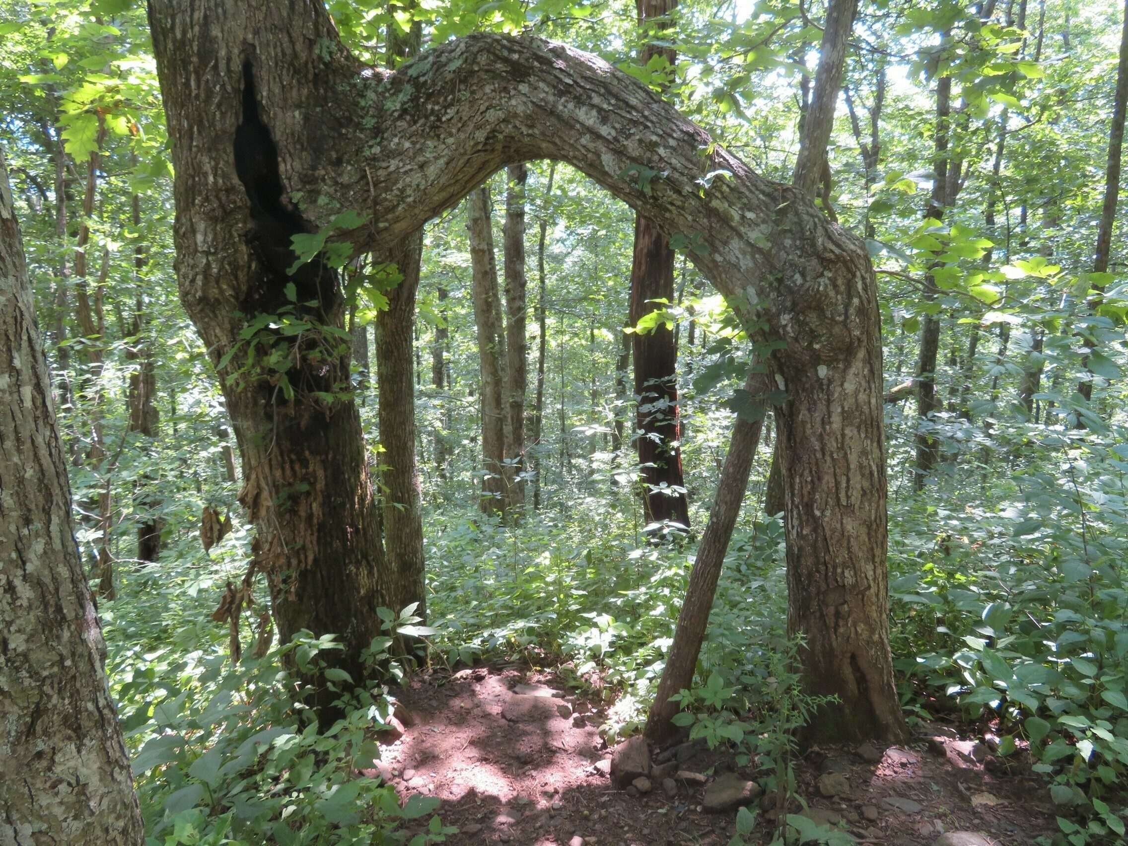 Unique arched tree.