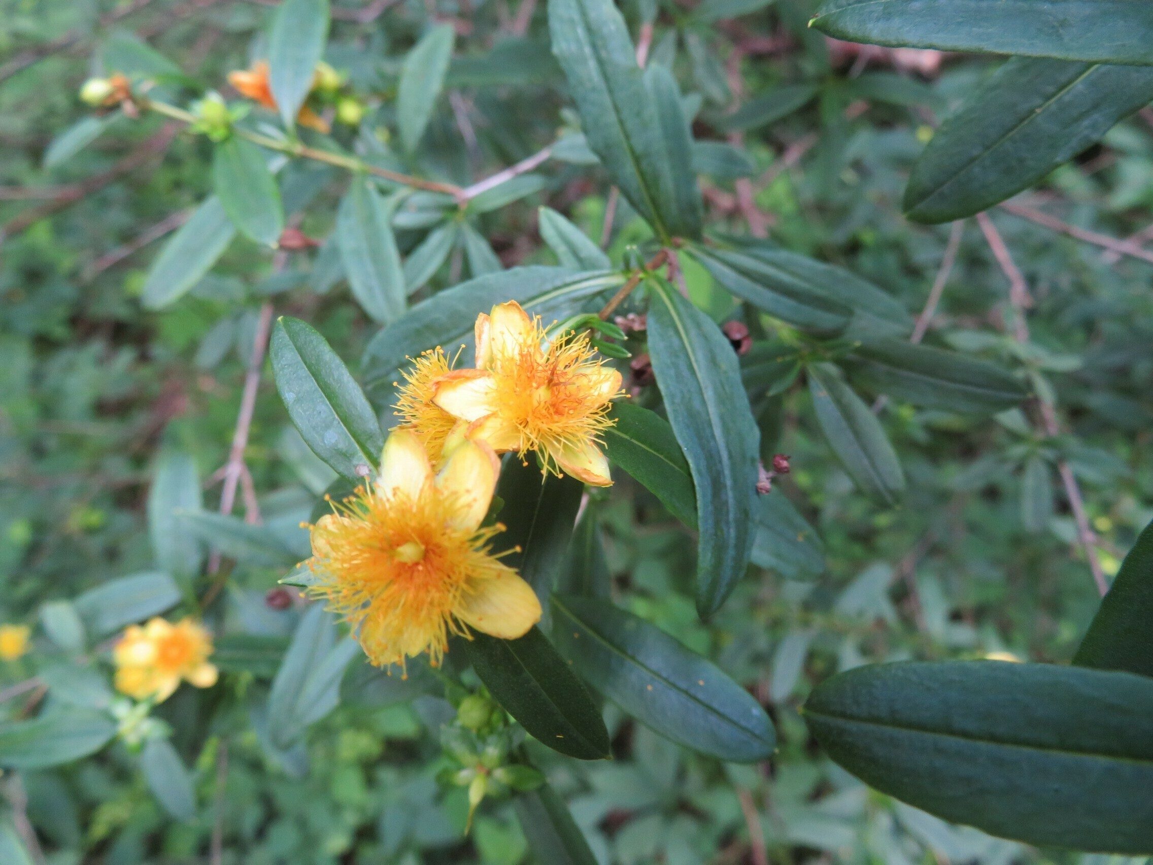 Shrubby St. Johnswort (Hypericum prolificum)