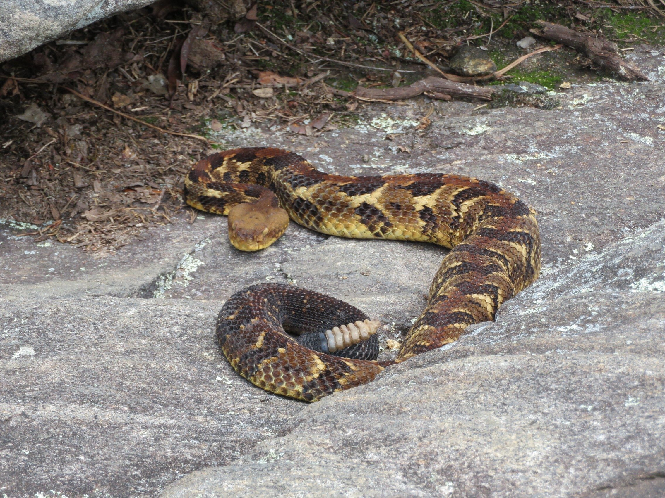 Second, much larger Timber Rattlesnake a bit agitated by . . .yep, Ray.
