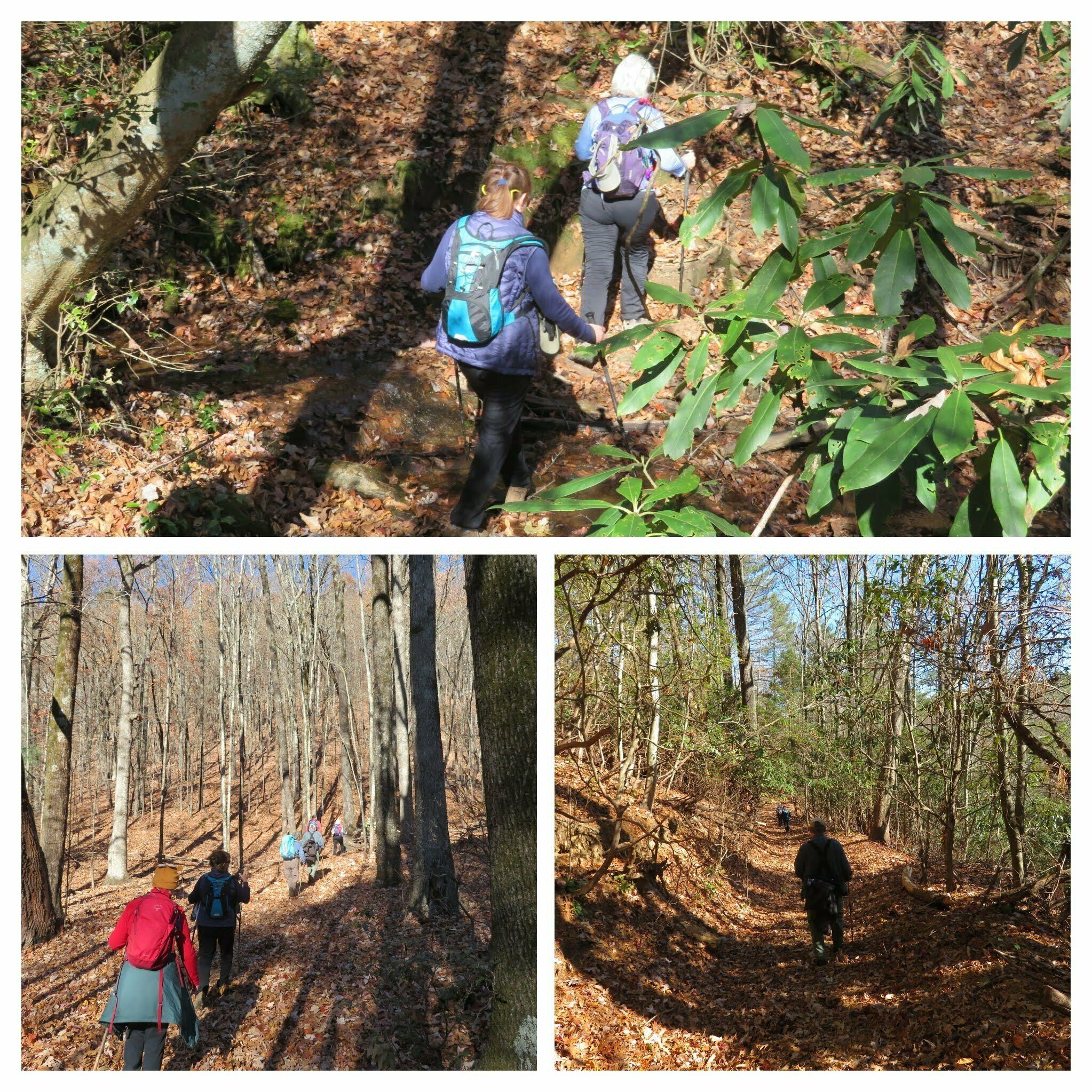Trail conditions with one short hop across a shallow branch.