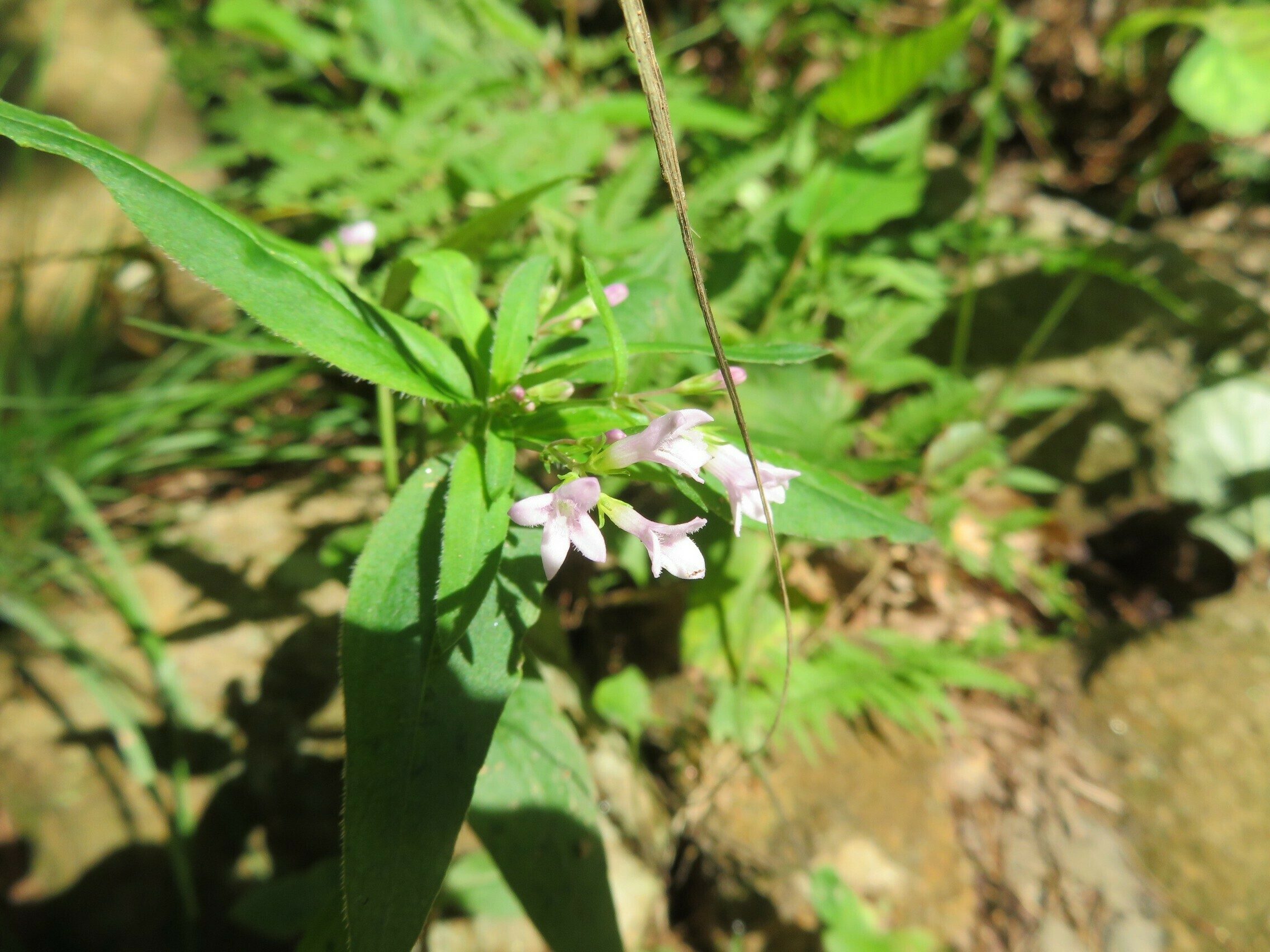 Woodland Bluet (Houstonia purpurea L.)
