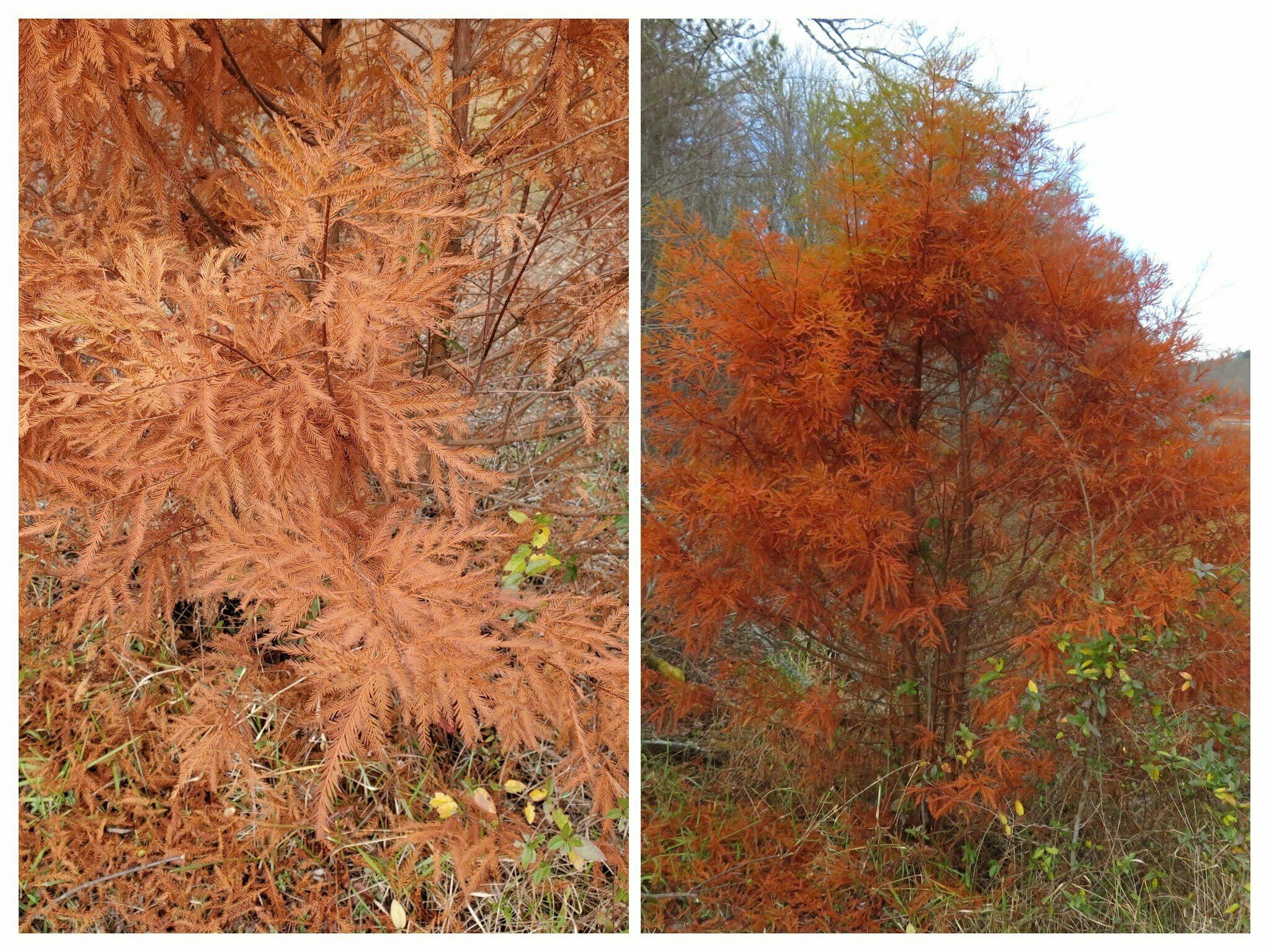 Another late Fall beauty is the burnt orange foliage of the Bald Cypress.
