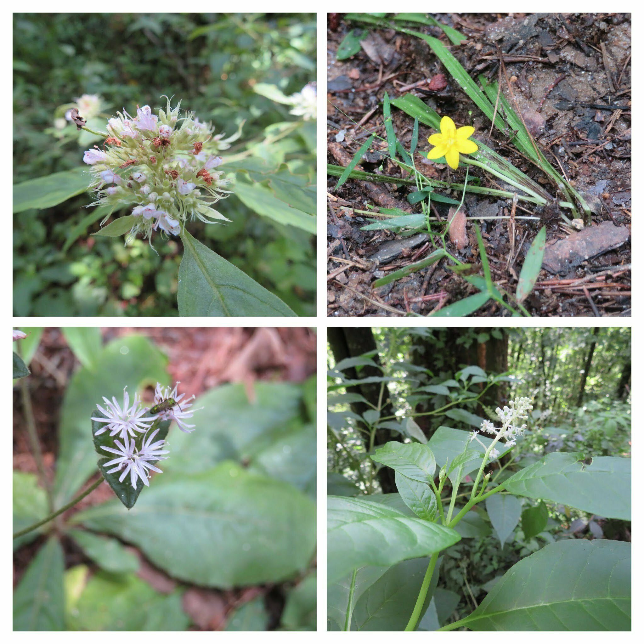 A few other wildflowers along the way.