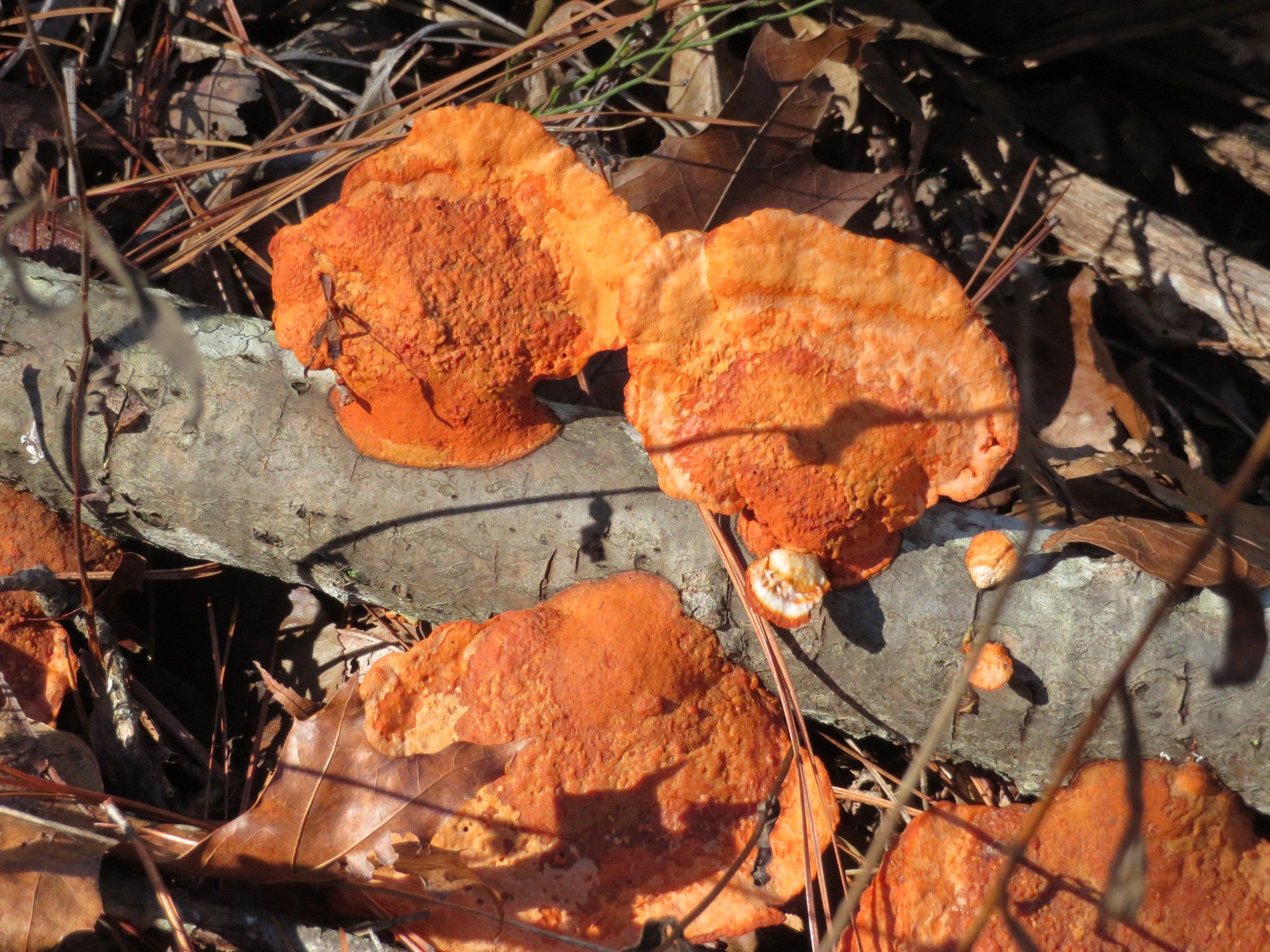 Just about the only color found on the trail today