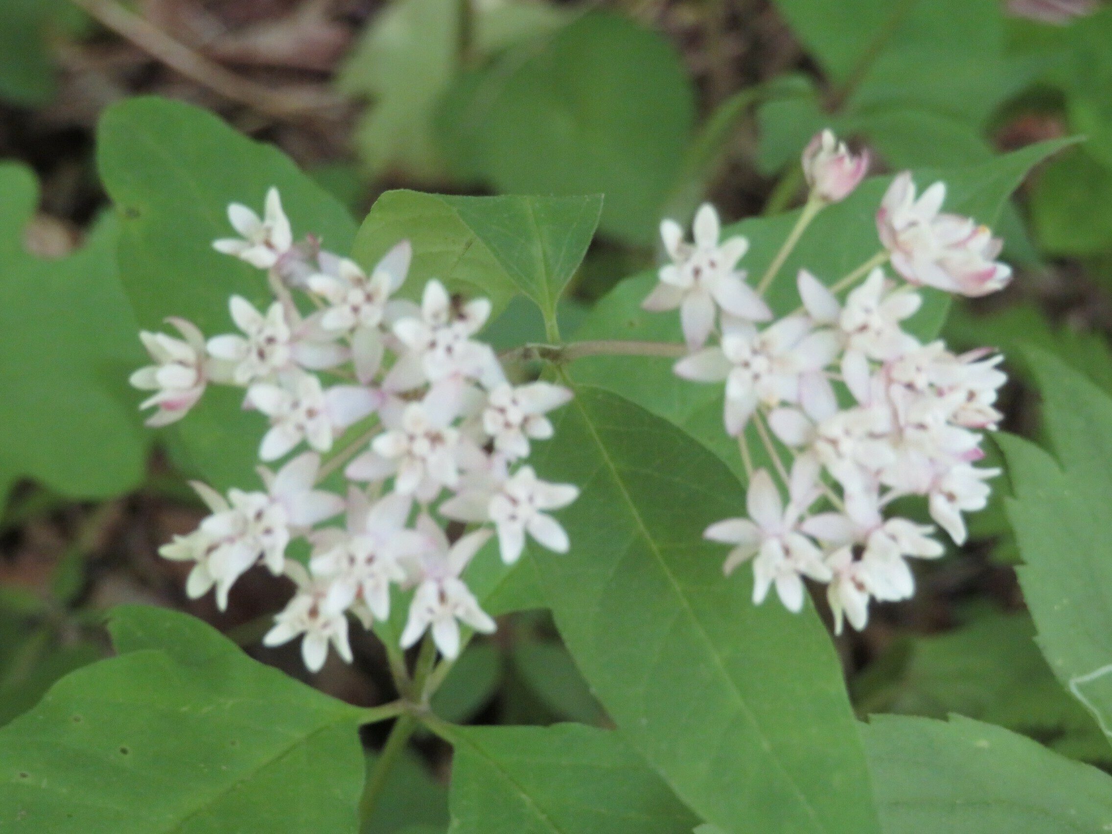 Four-leaf Milkweed(Asclepias quadrifolia Sorry about the focus!