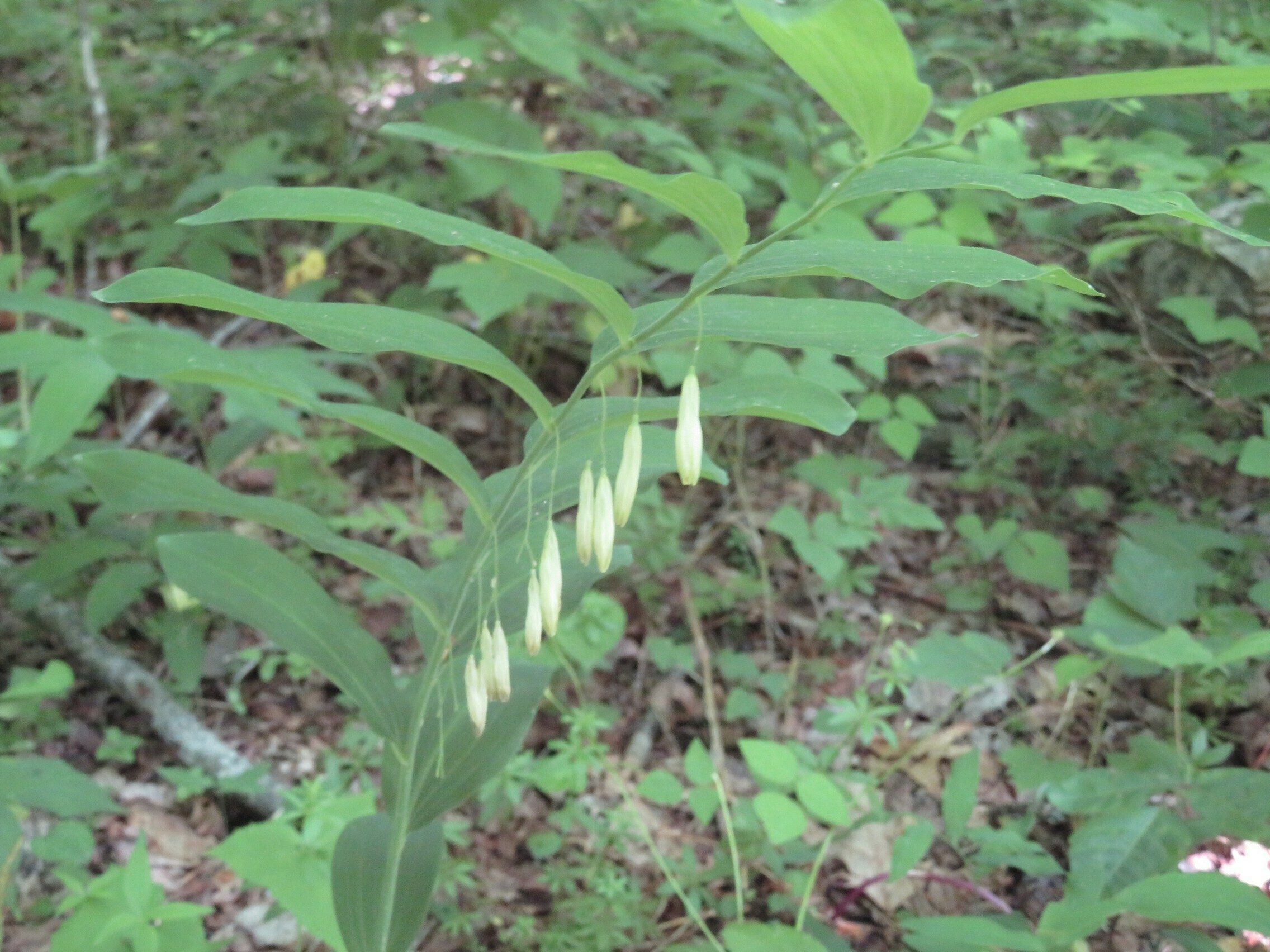 Solomon's Seal (Polygonatum biflorum)