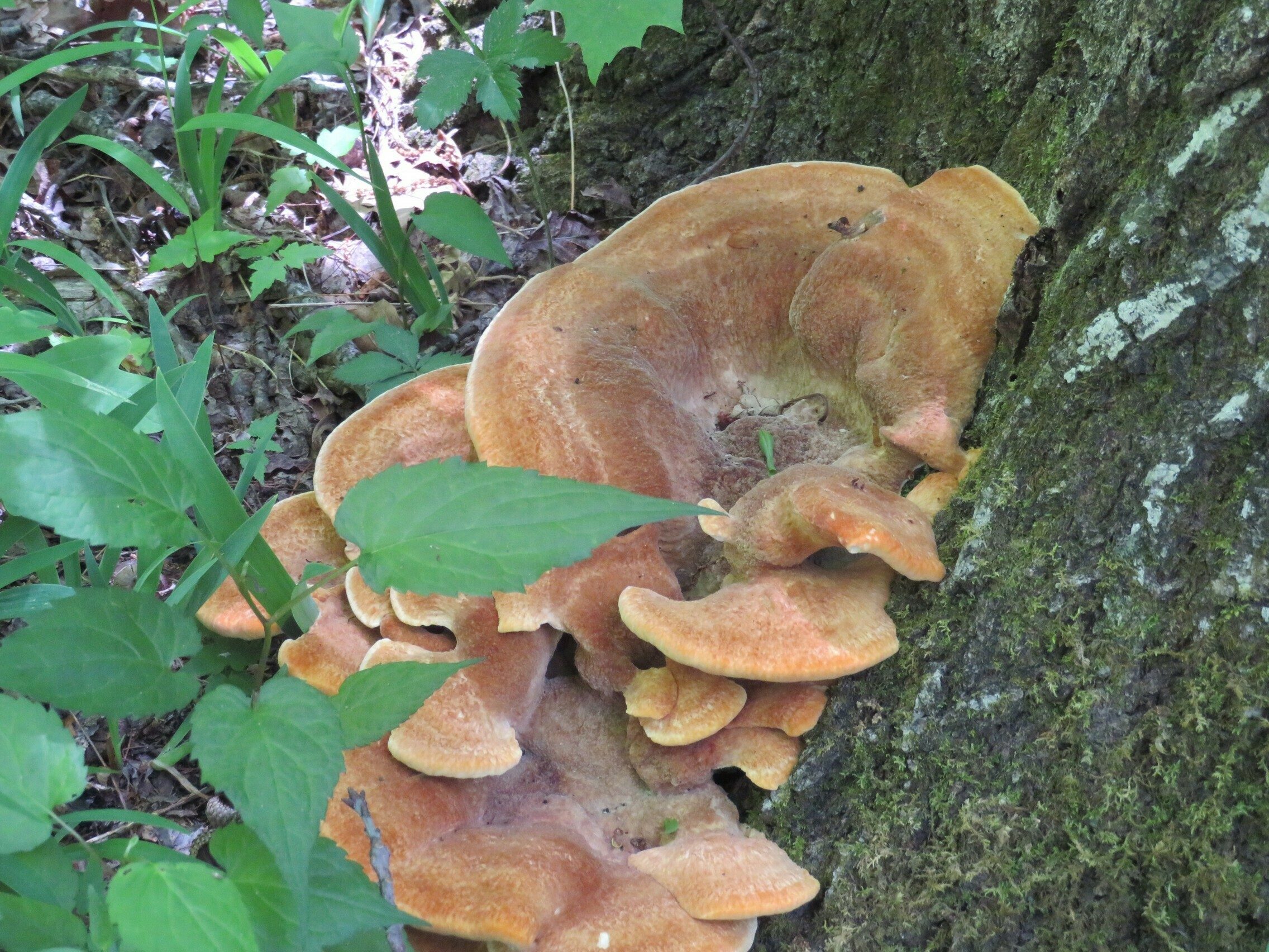 Fungus of the hike