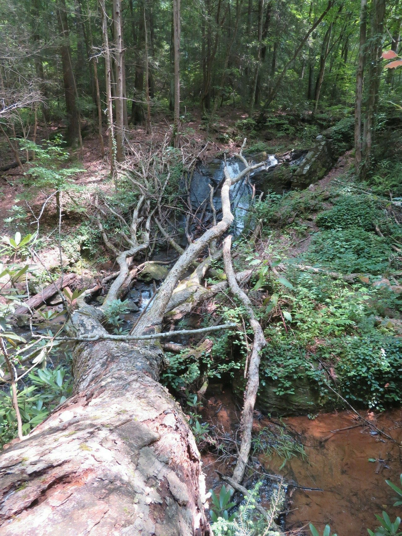Large fallen tree across side trail , Waters Creek and  up into Dockery Lake Falls