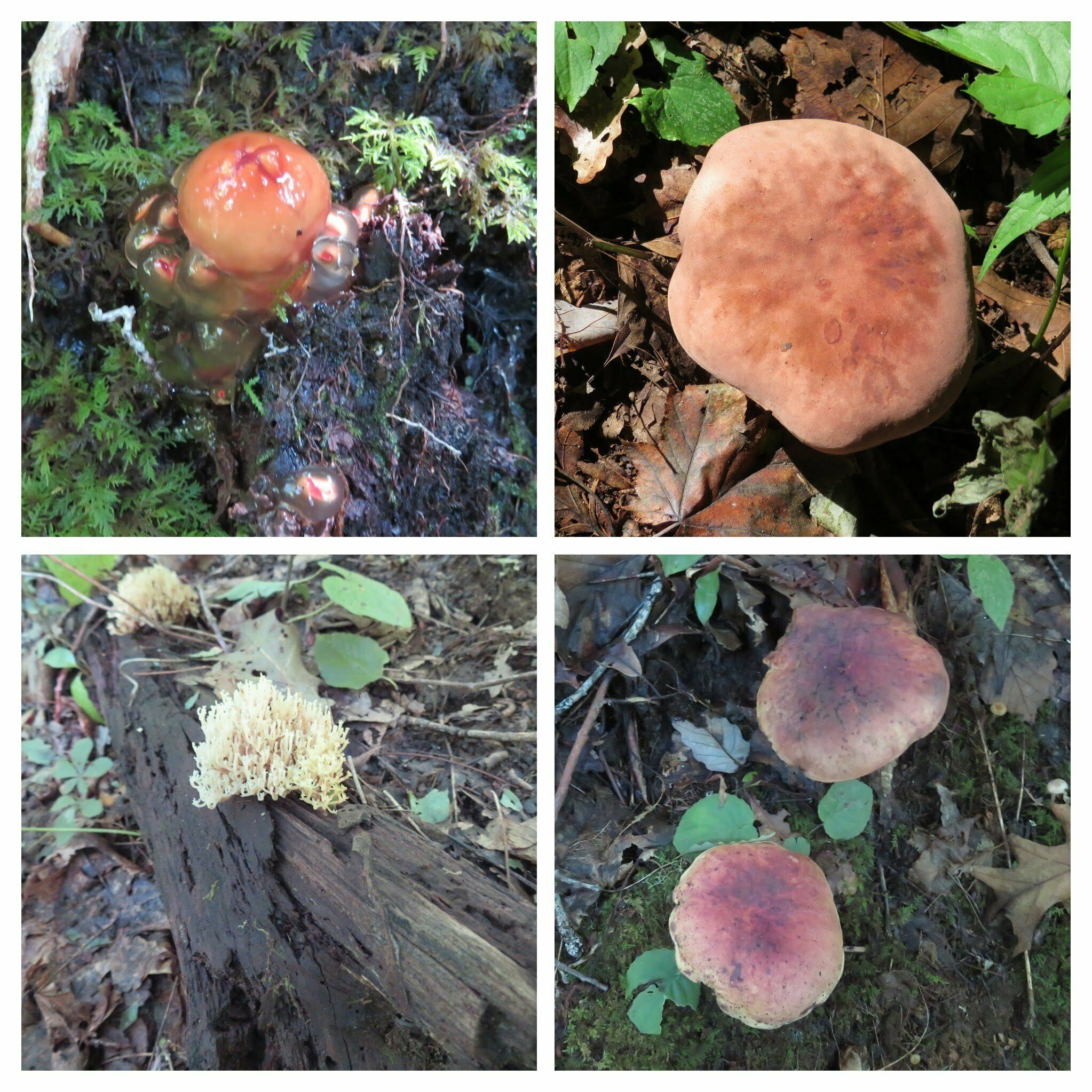 Lots of other colorful fungus along the trail.  Go figure on the weird fungus in the upper left corner ???