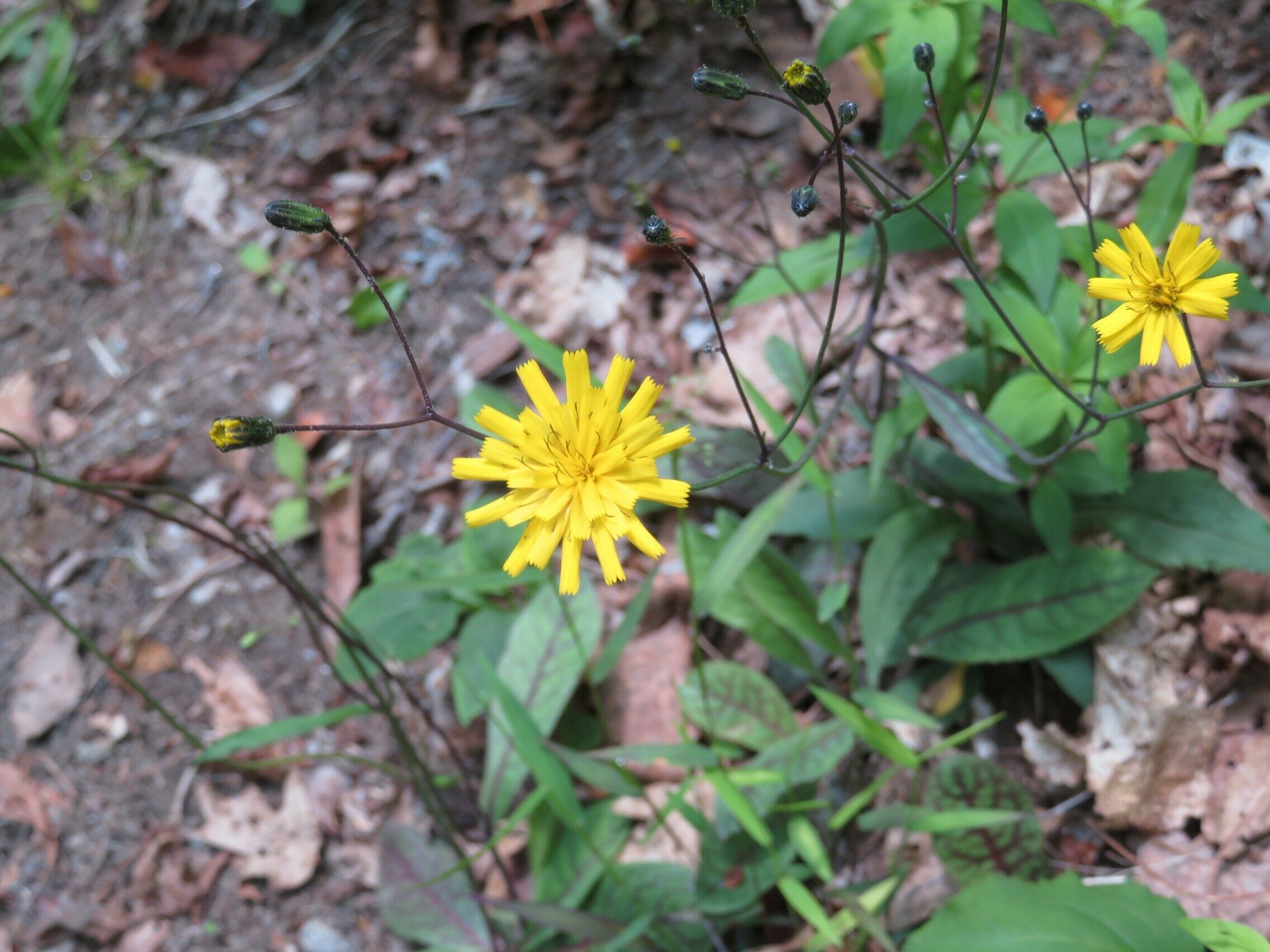 Rattlesnake Weed (Hieracium venosum)