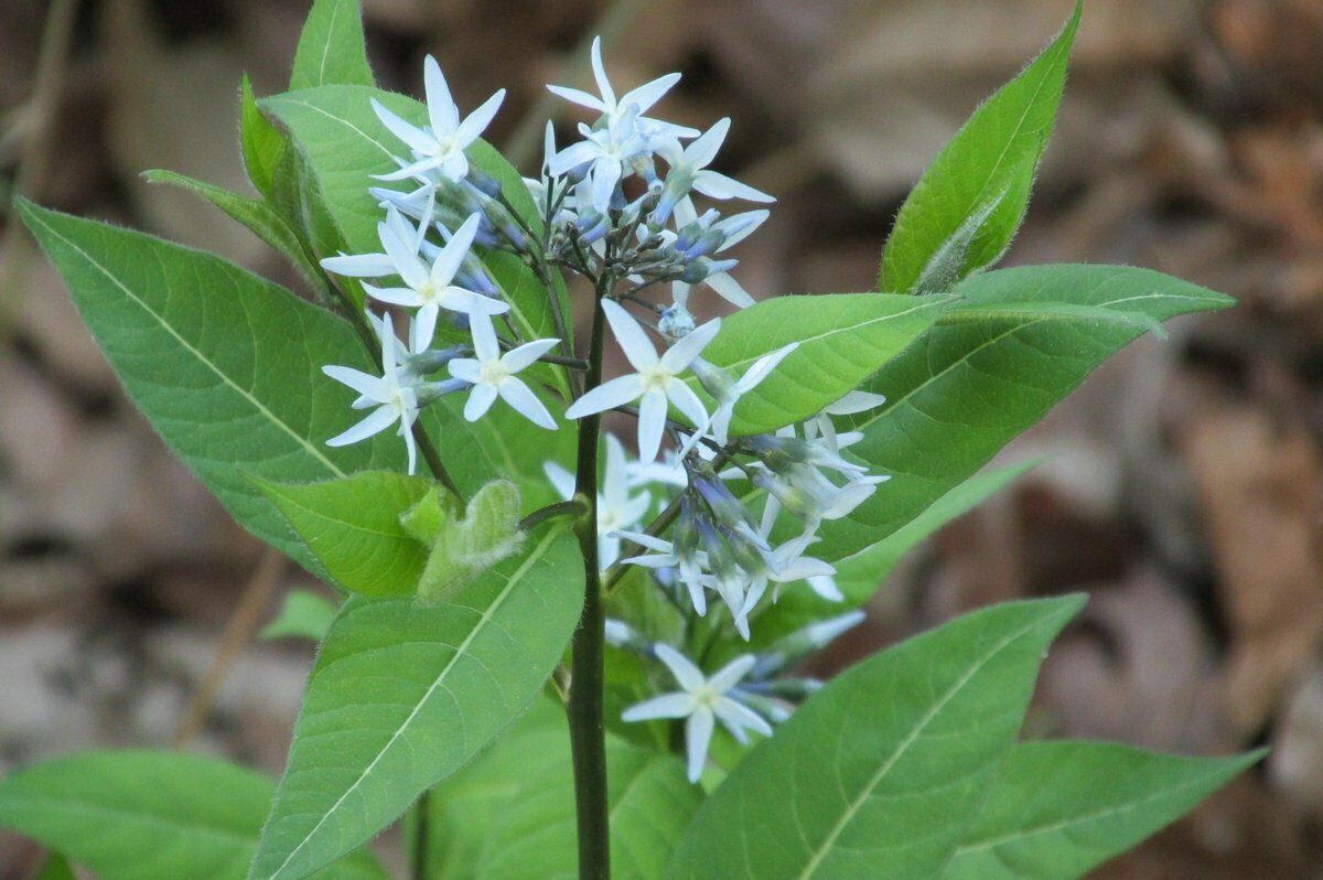 Blue Dogbane (aka Blue Star) (Amsonia tabernaemontana)