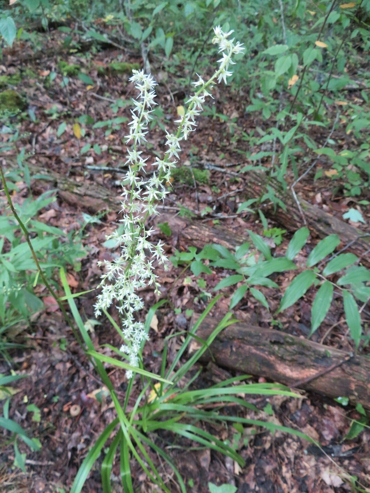 Eastern featherbells (Stenanthium gramineum) ???