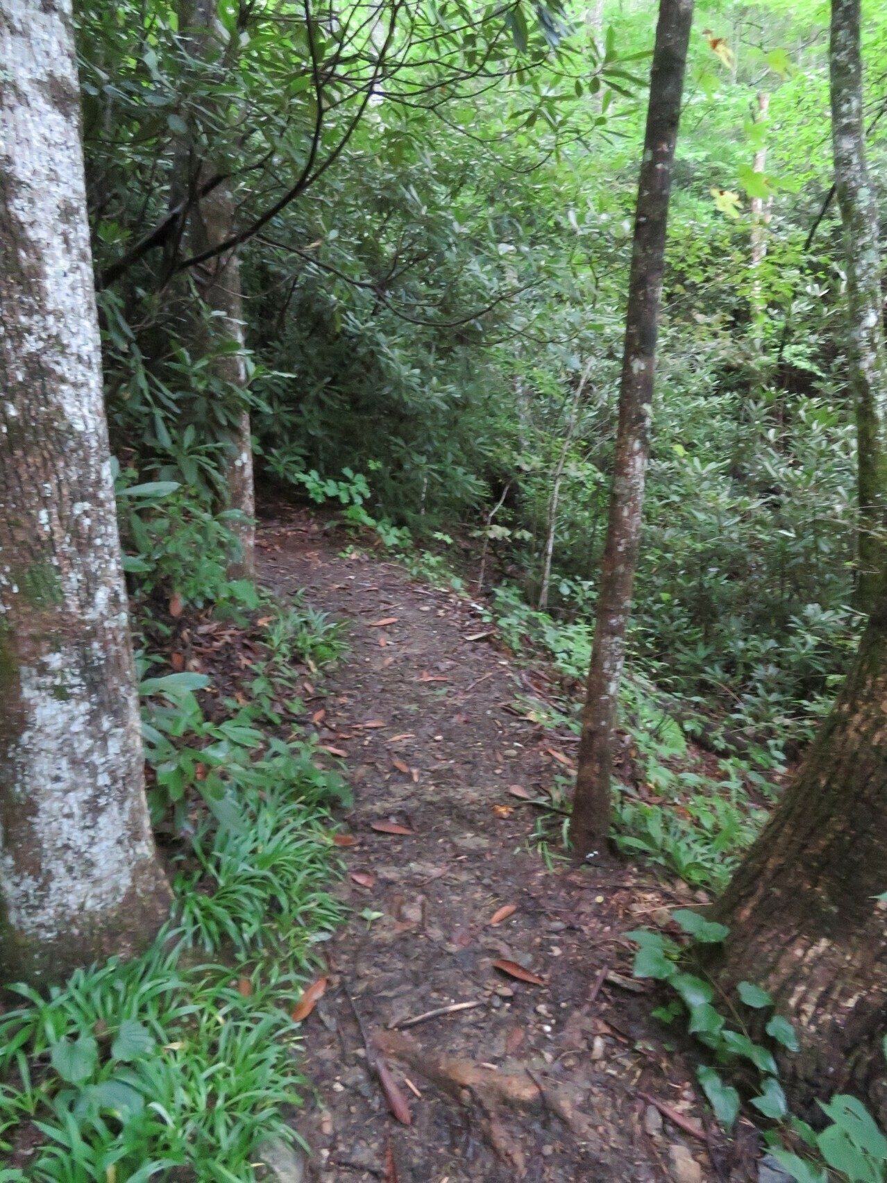 Trail conditions on the approach  trail to join the Bartram Trail.
