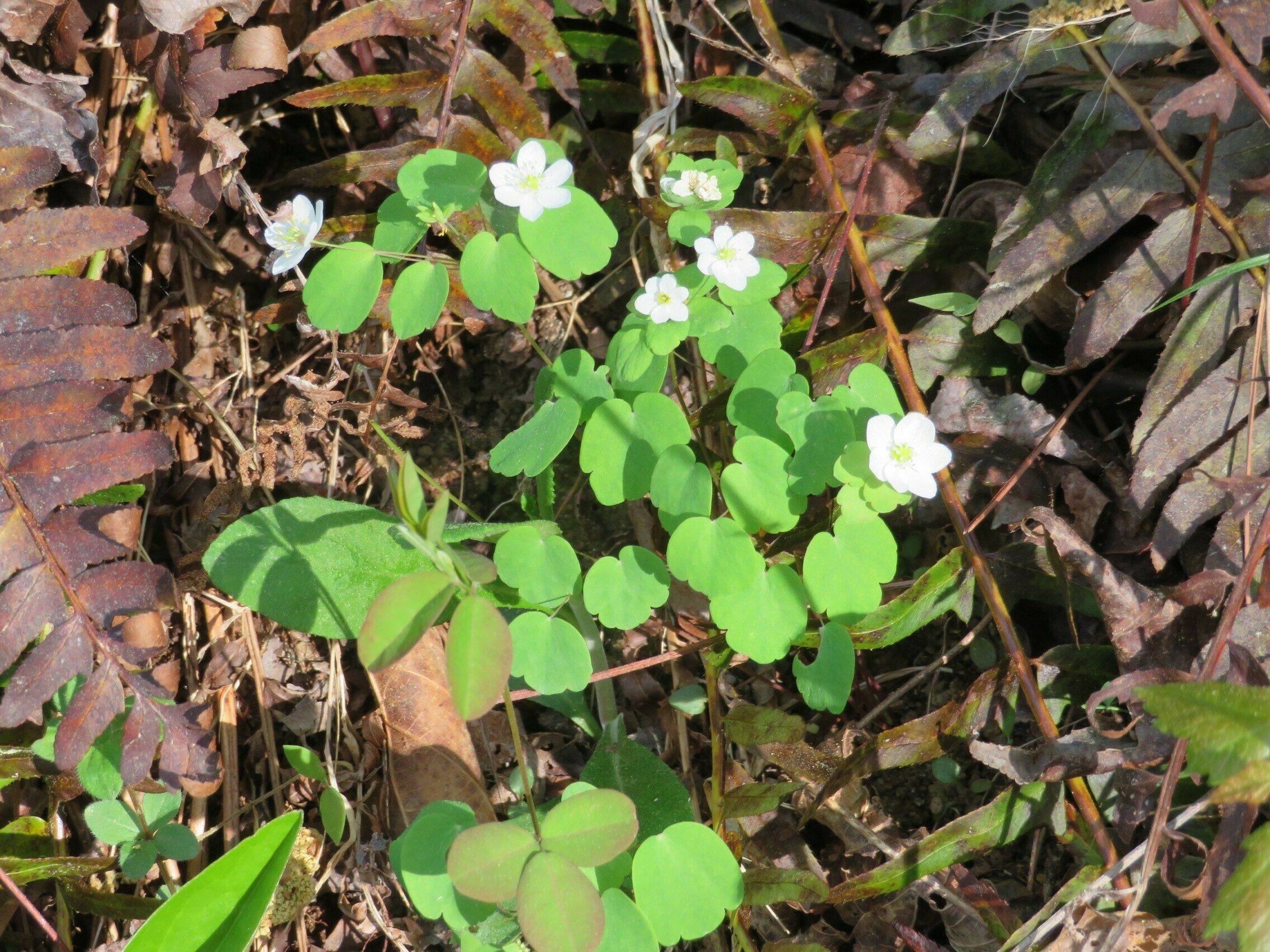 Rue Anemone (Anemonella thalictroides)