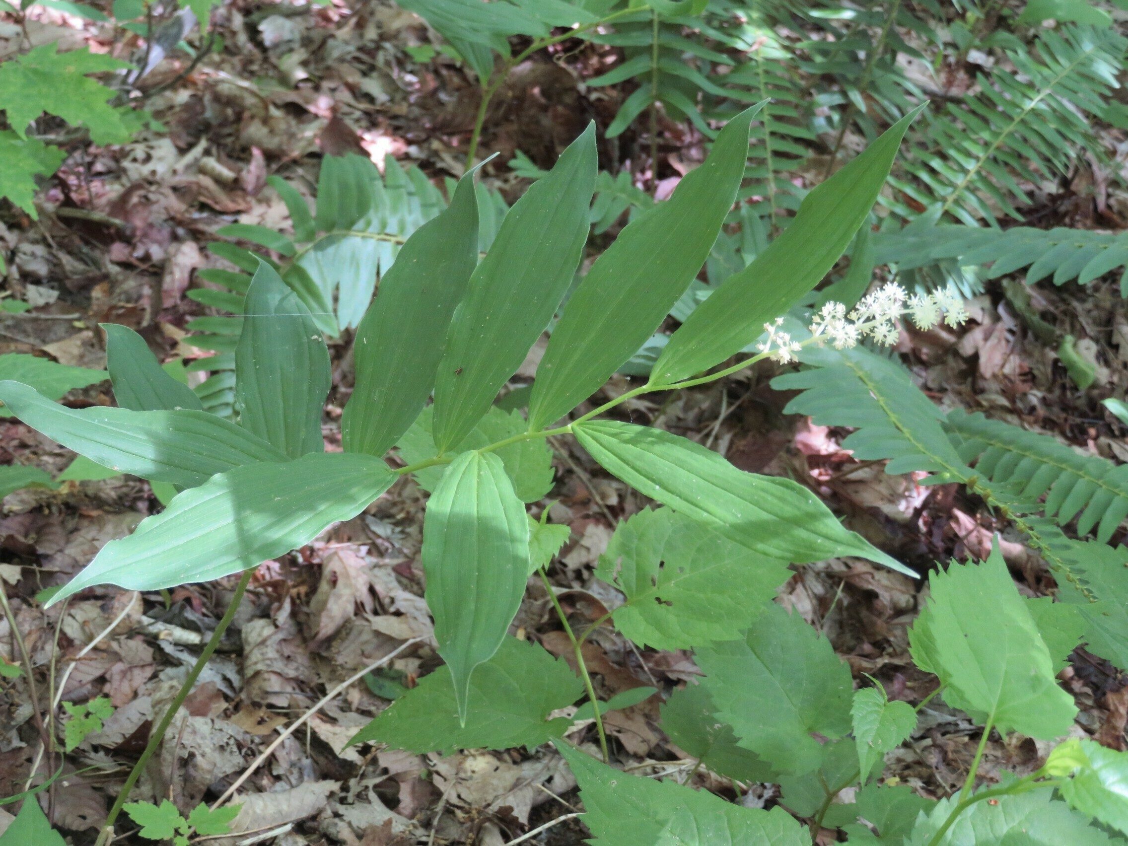False Solomon's Seal (Maianthemum racemosum)