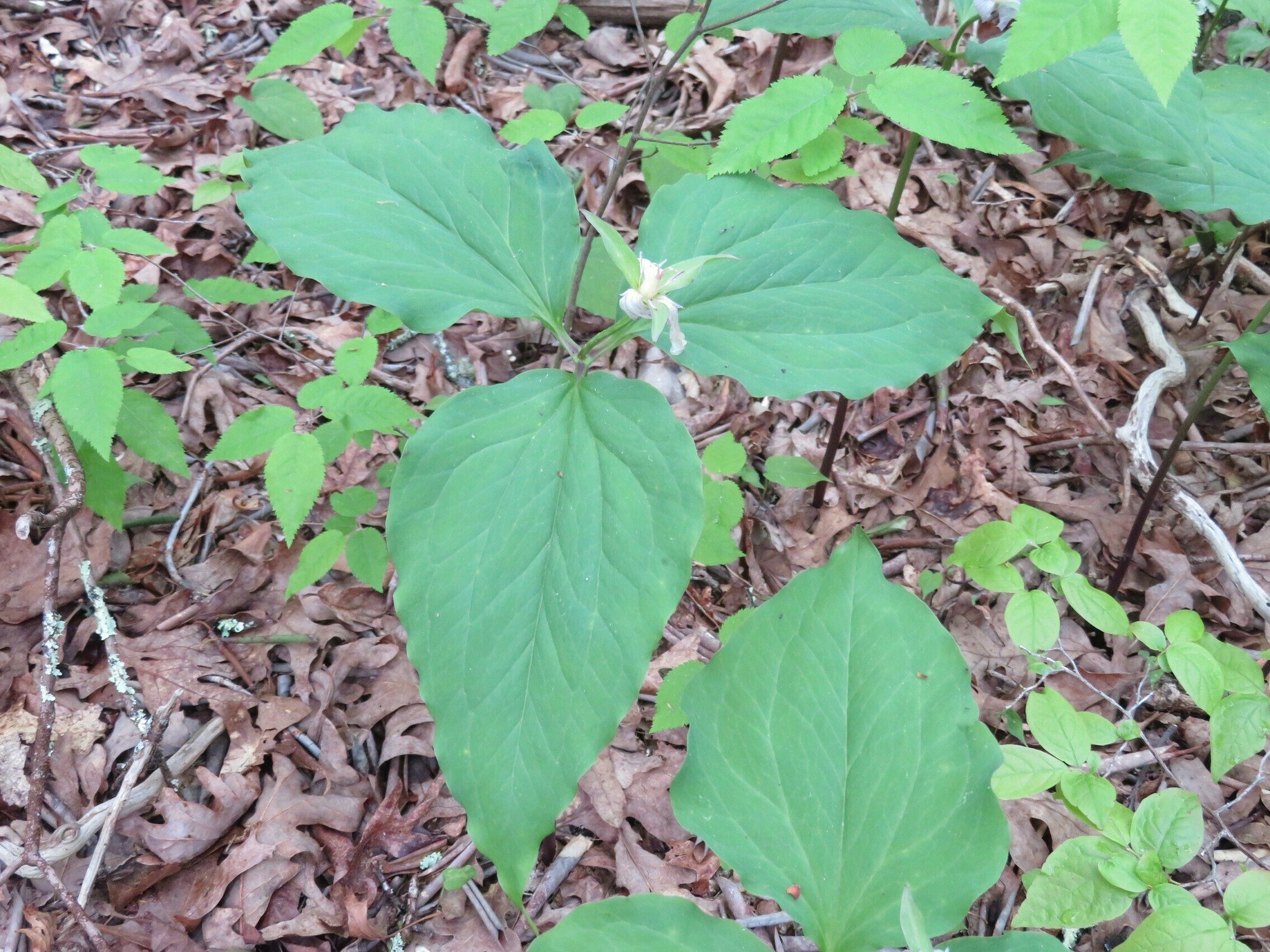 Fading bloom of White Trillium "Stinking Benjamin" (Trillium erectum)