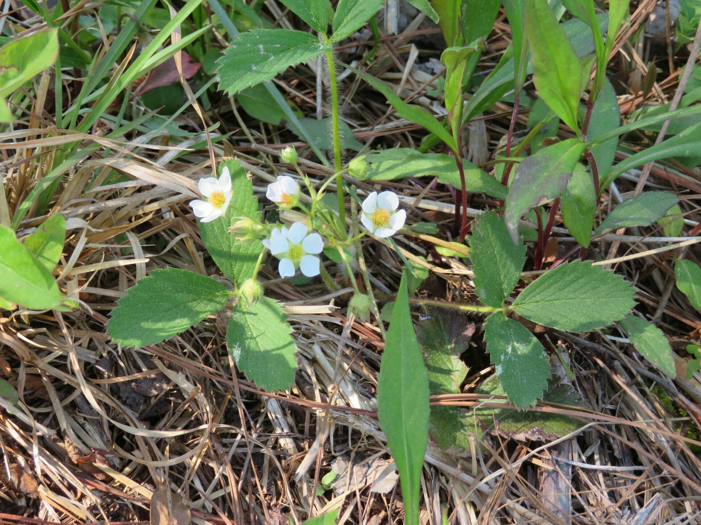 Strawberry, Wild (Fragaria virginiana)