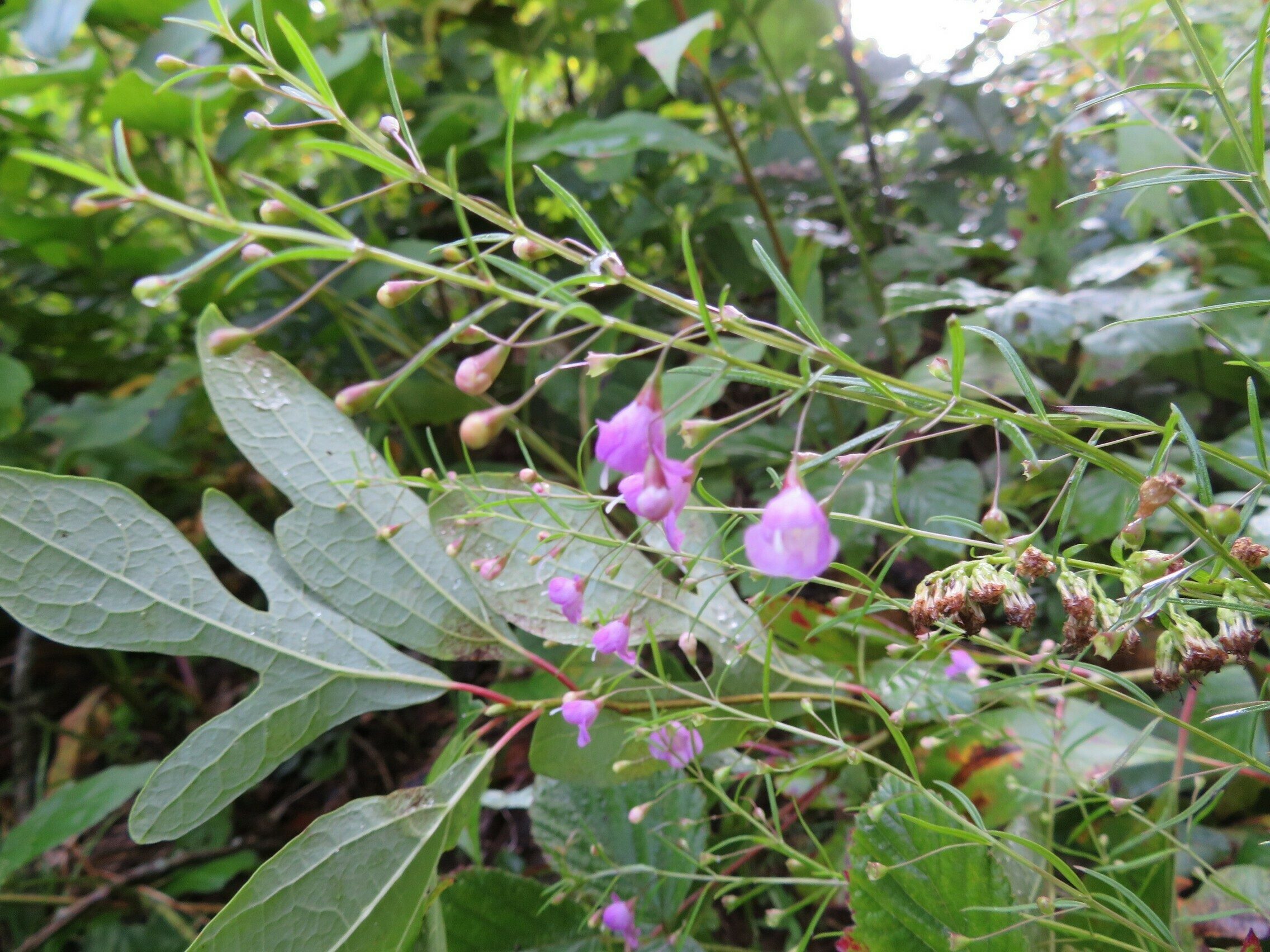 Purple False Foxglove (Agalinis purpurea)