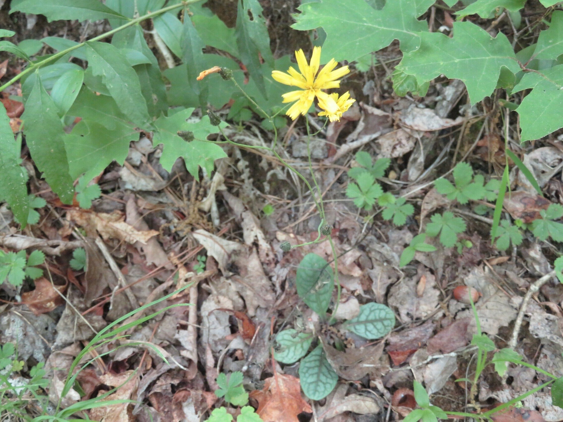 Clintonia, white (Clintonia umbellulata)