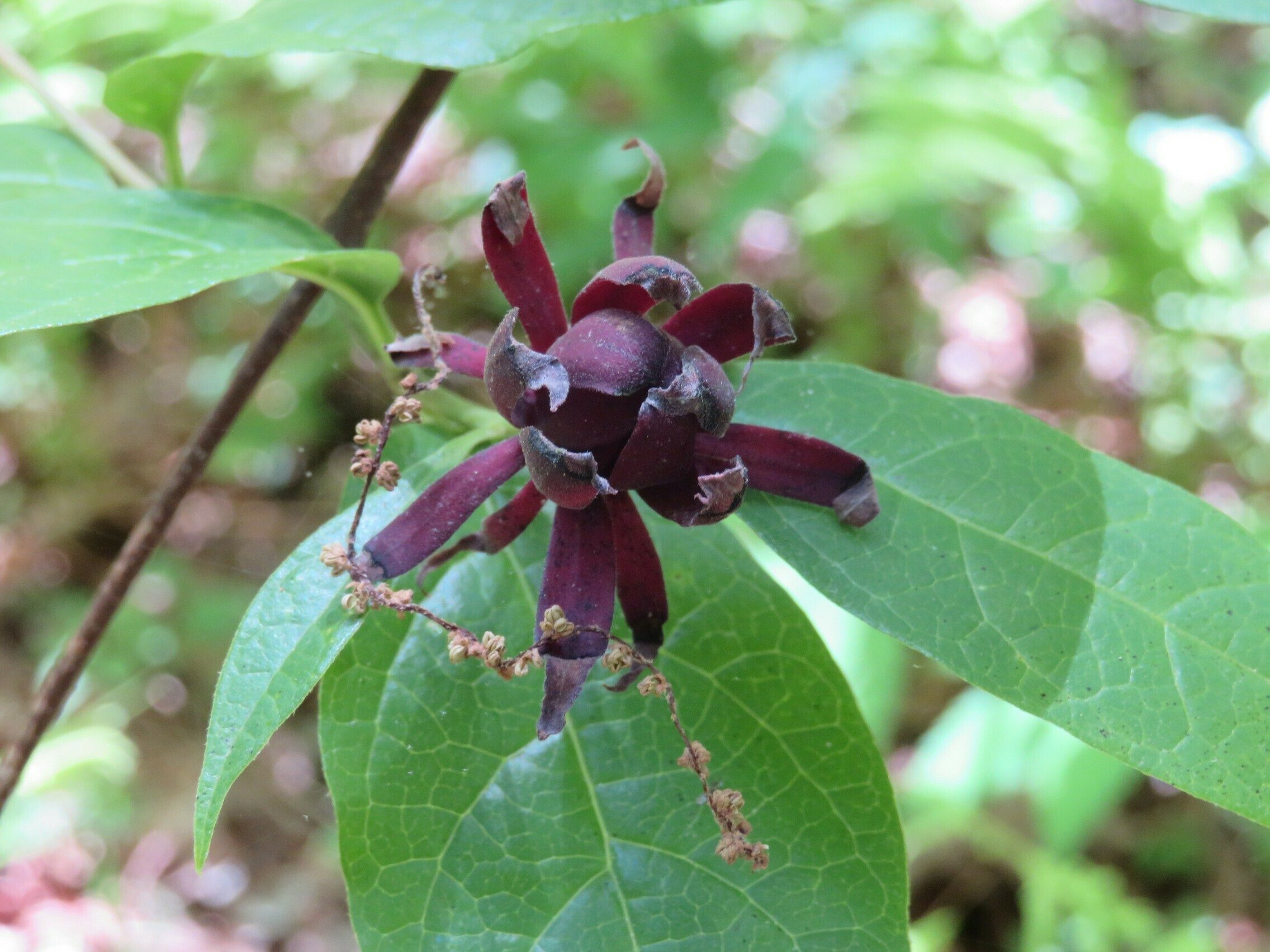 Sweet Shrub (Calycanthus floridus axillaris)