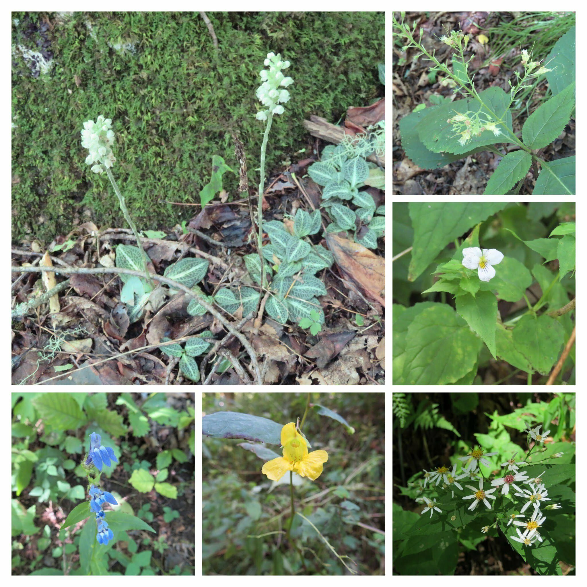 More late season wildflowers