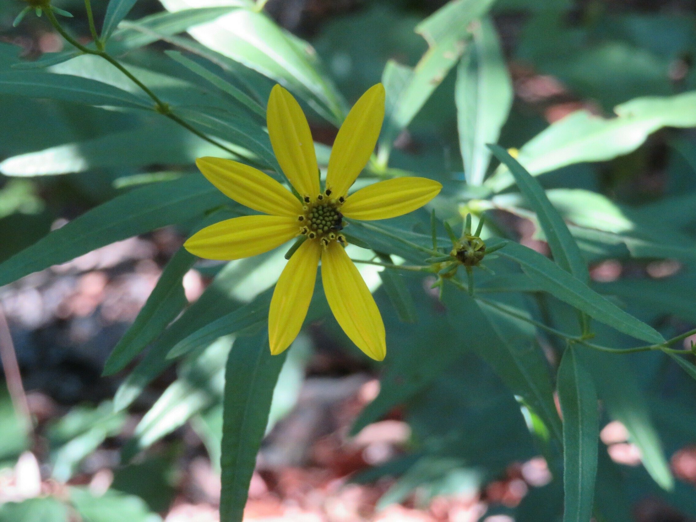 Greater Tickseed (Coreopsis major)