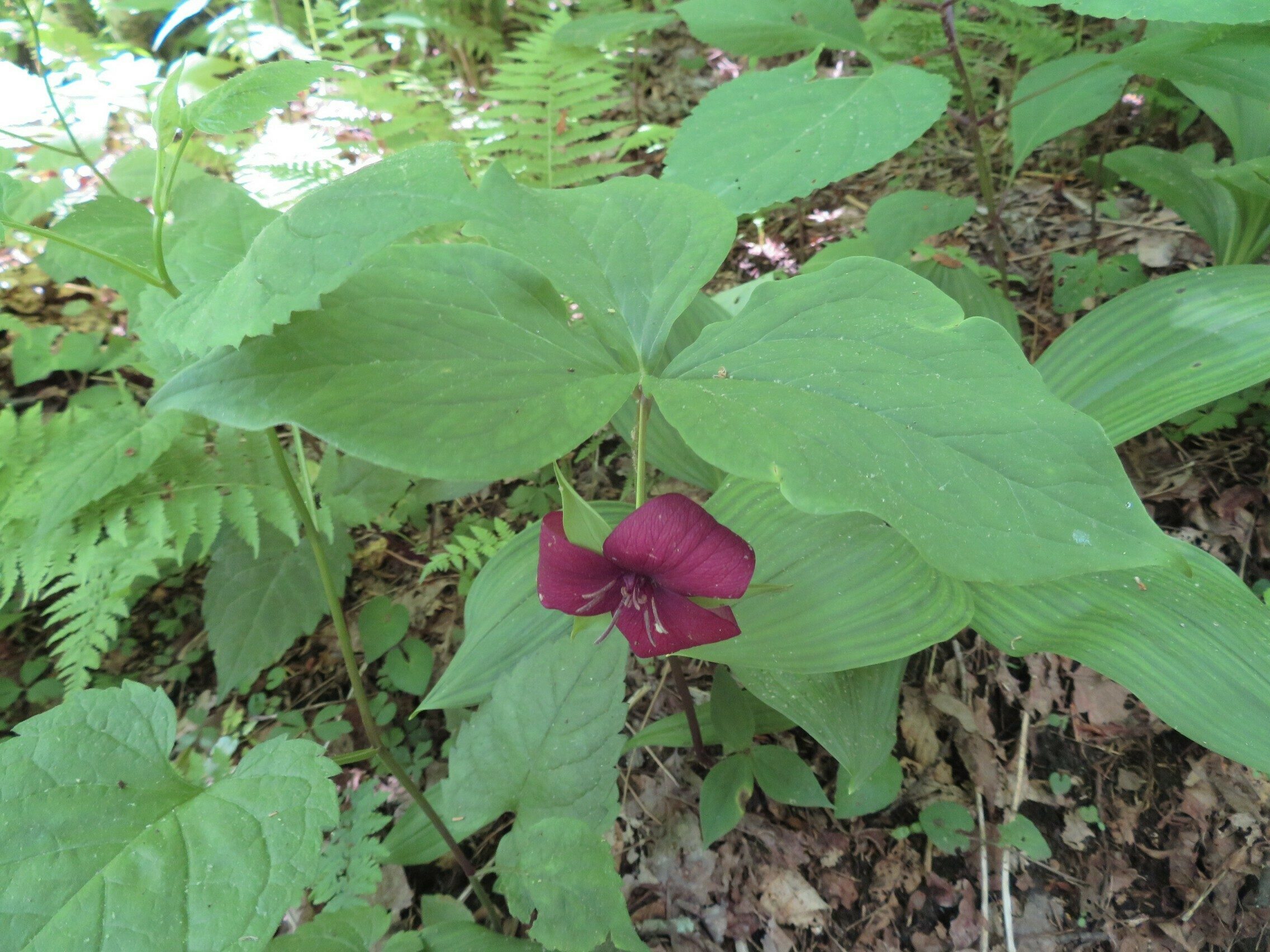 Vasey's Trillium (Trillium vaseyi)