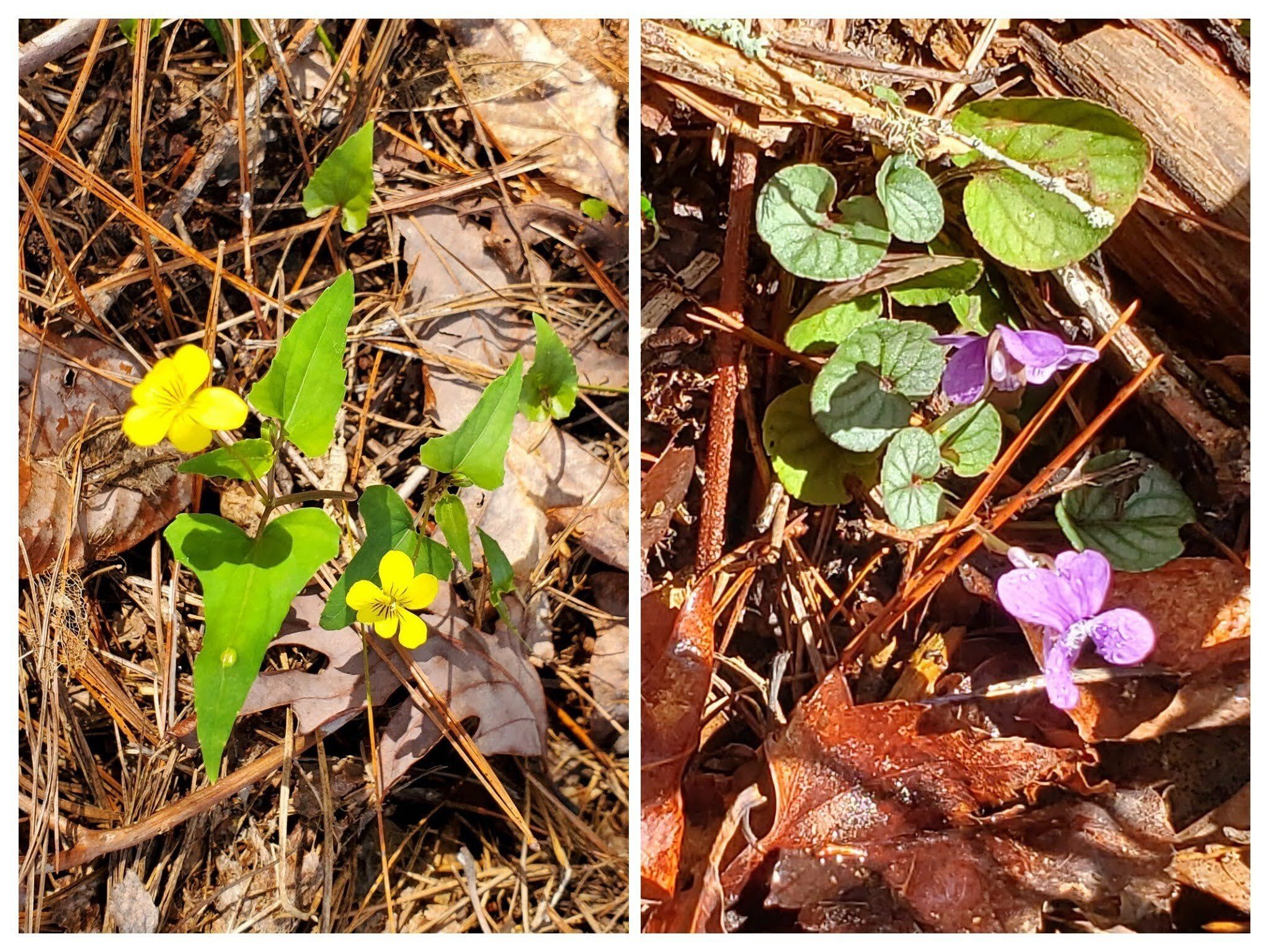 A nice welcome from the first wildflowers of the year.  Left, Halberd-leaved Violet and right, Common Blue Violet.