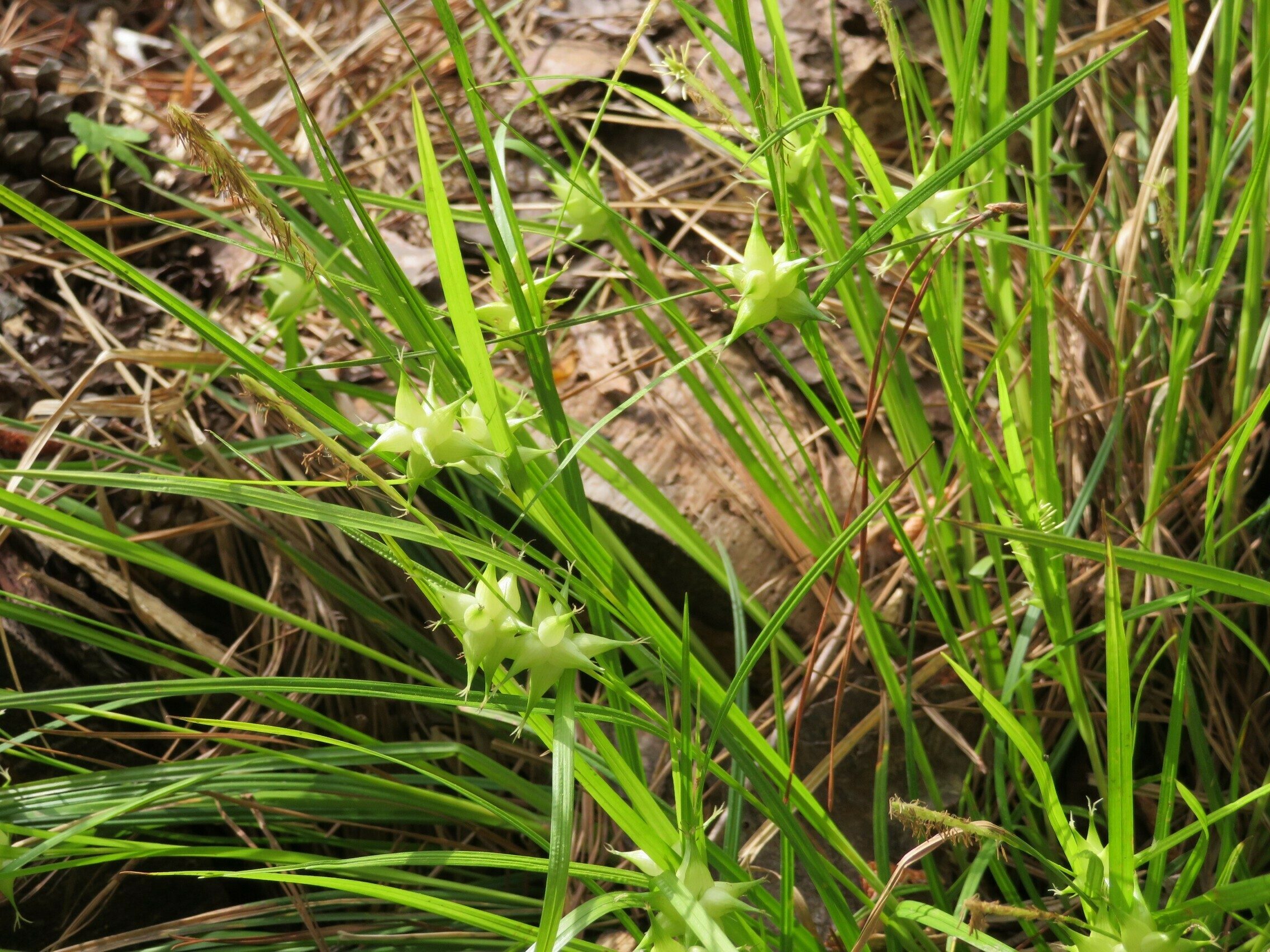 Grass with interesting seed pods near the beaver dams in the southwest section of Lake Russell
