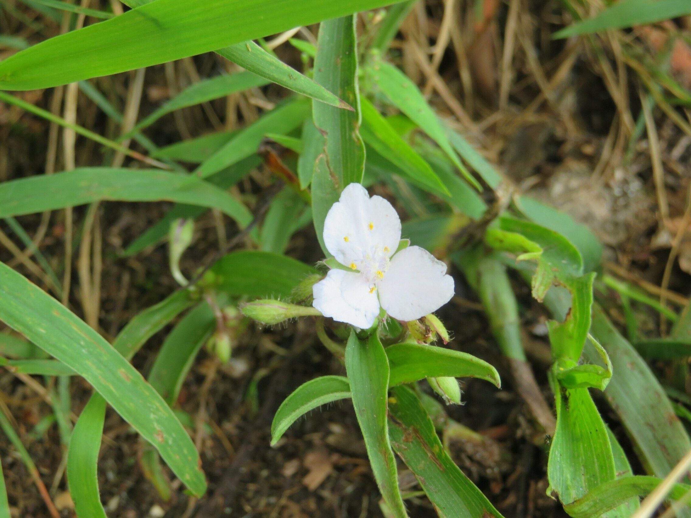 White Spiderwort (Tradescantia subaspera)