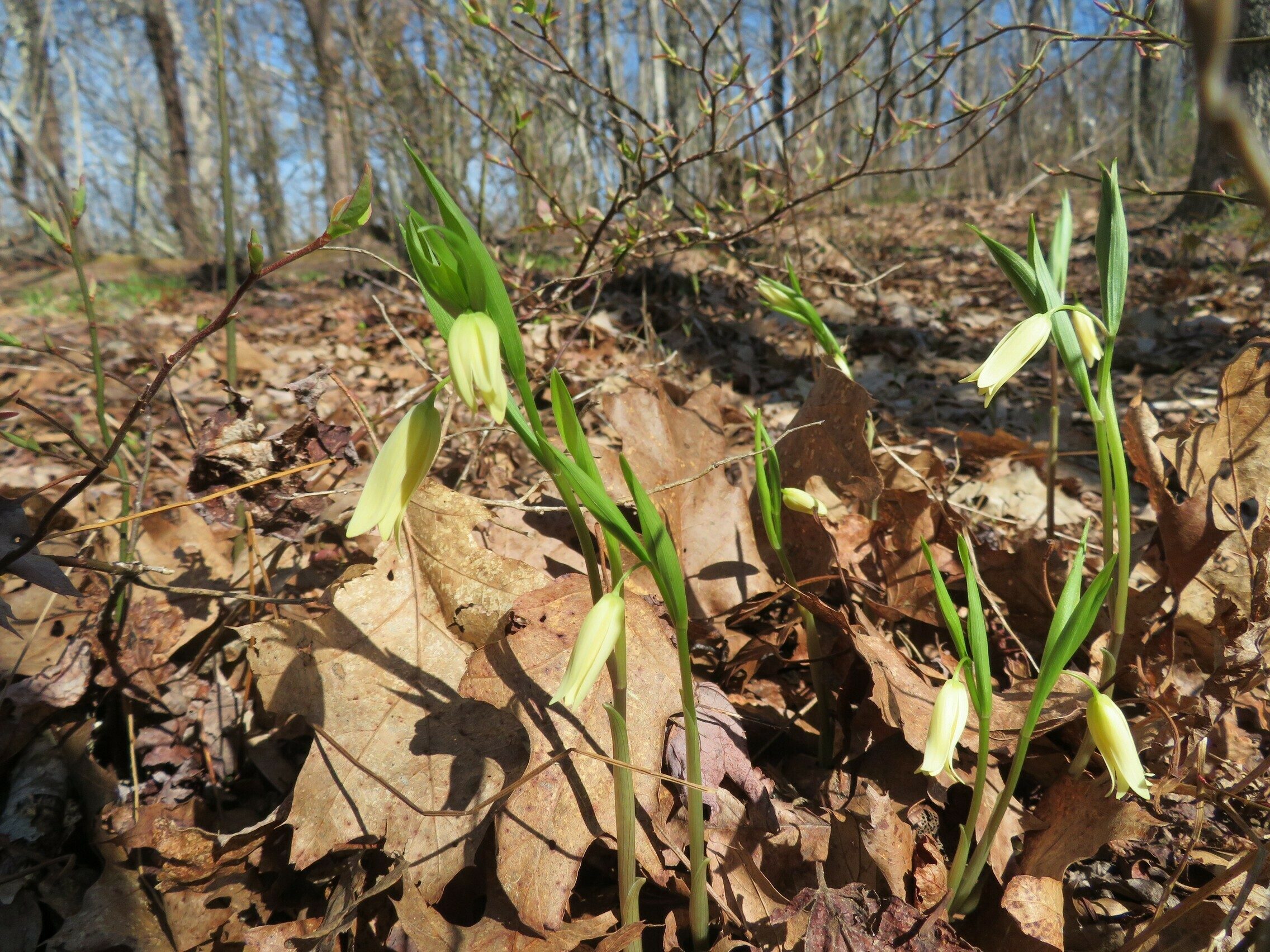 Small Bellwort (Uvularia sessilifolia)