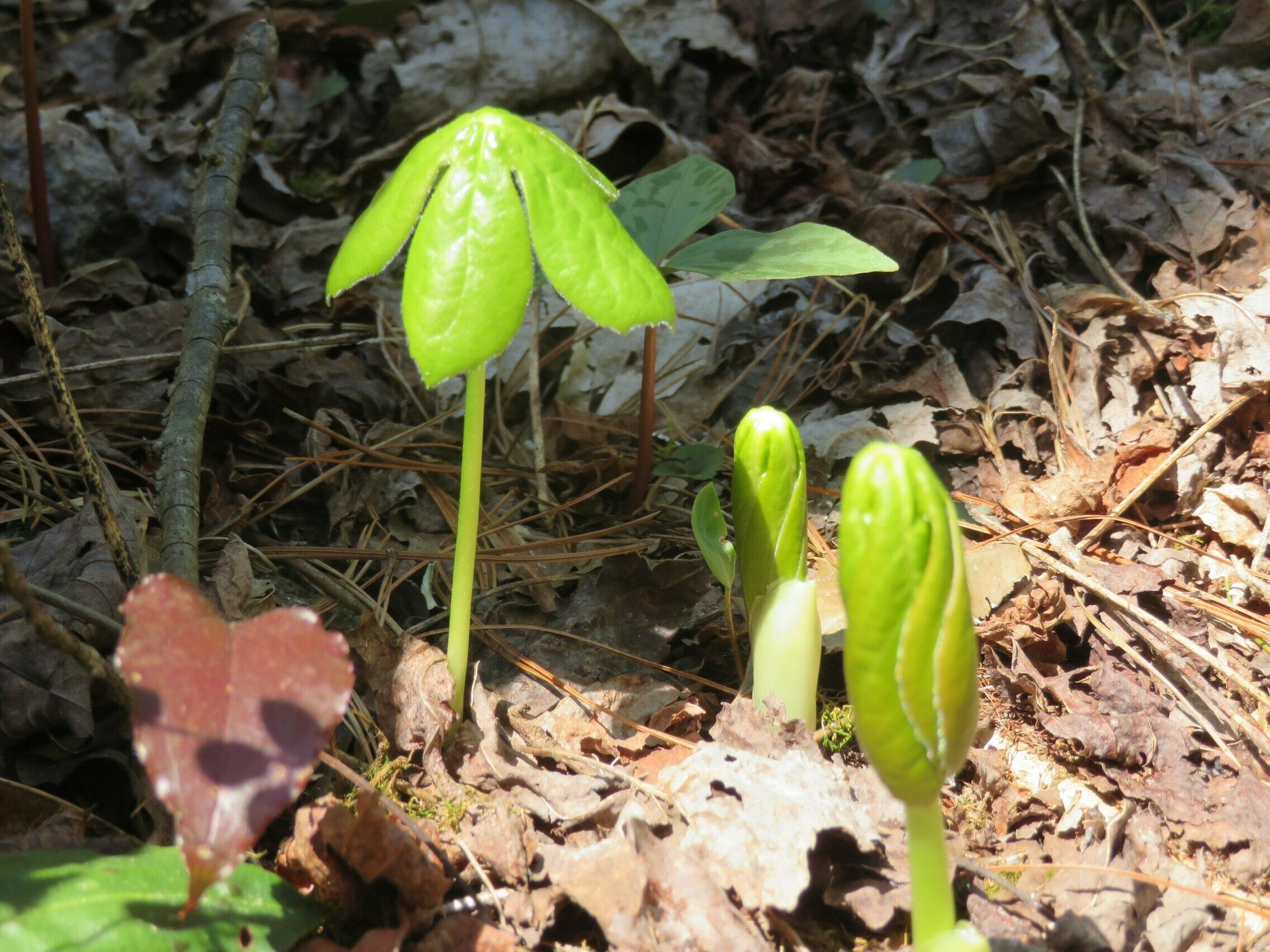 May-Apple (Podophyllum peltatum) just pushing out of the ground