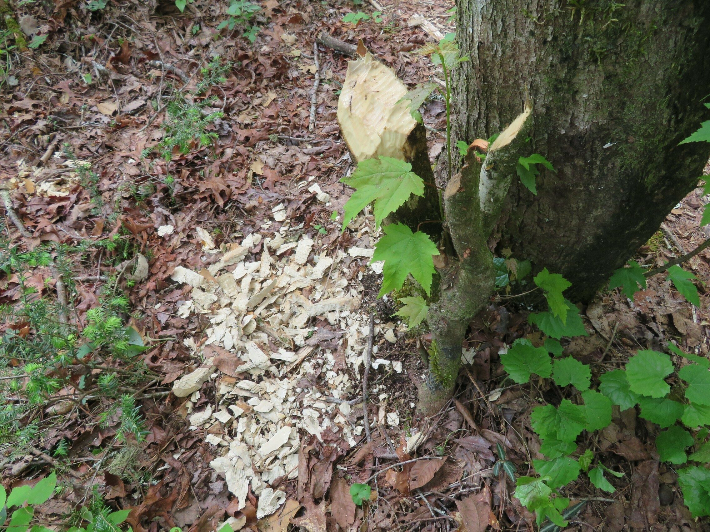Beavers in this area!