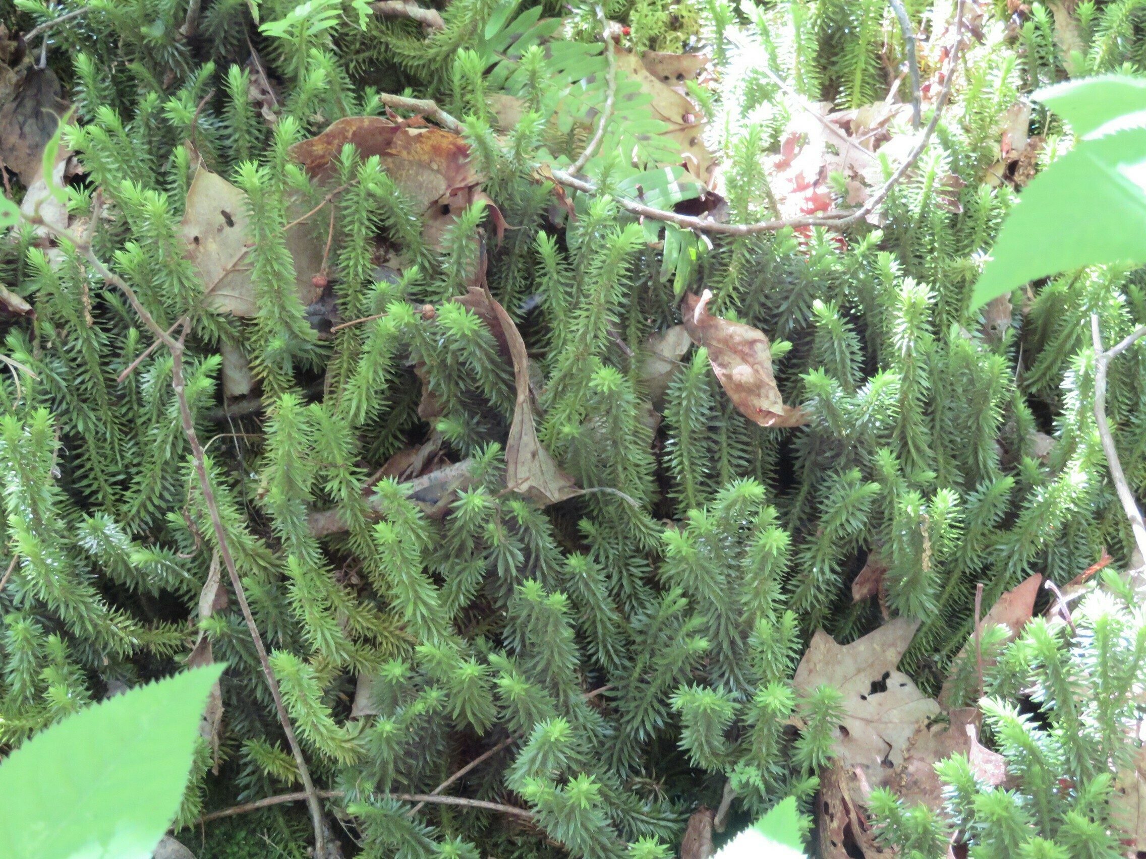 Ground Pine (Lycopodium clavatum