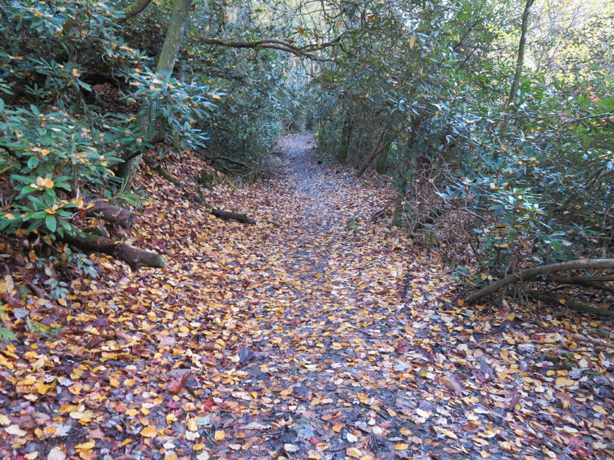 The first two-thirds of the trail was not too bad . .  sorta like this most of the way.