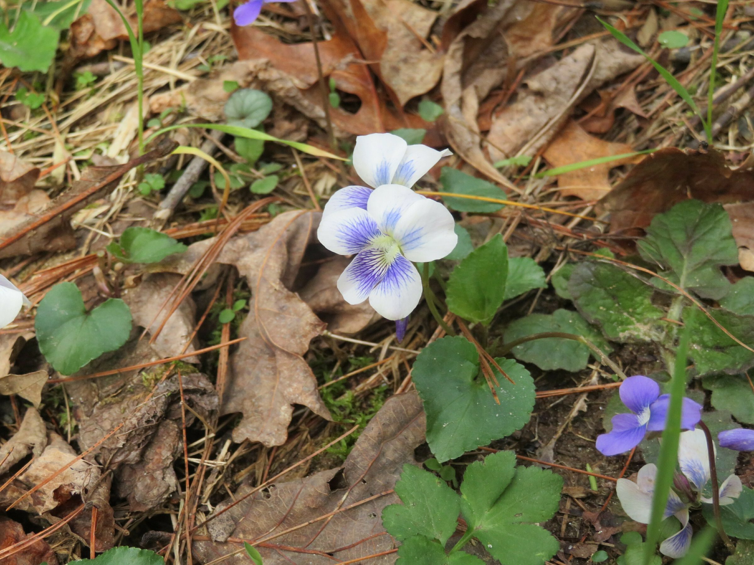 A variant of the Common Blue Violet (Viola sororia)