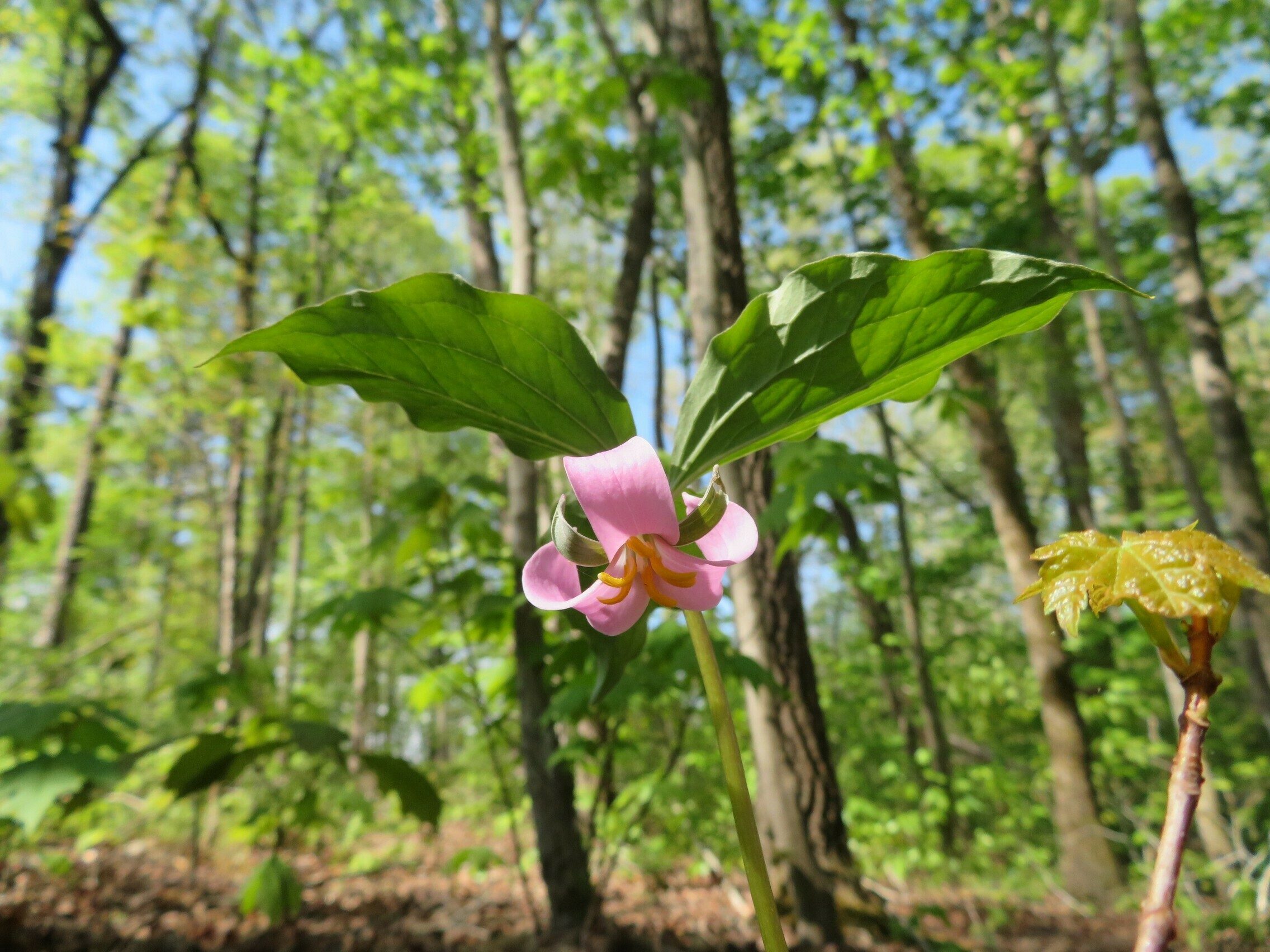 Catesby's Trillium(Trillium catesbaei)