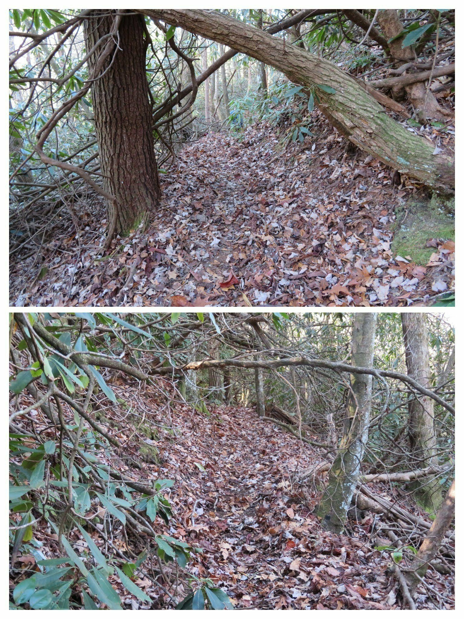 The first portion of the Whitewater Overlook Trail was littered with 4-foot high branches and limbs across the trail challenging the taller hikers . . . right Tim?