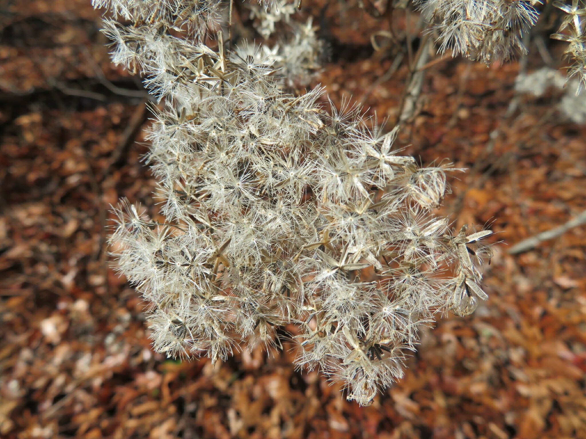 The intricacy of these open seed pods is amazing if you slow down and take the time to look at them.