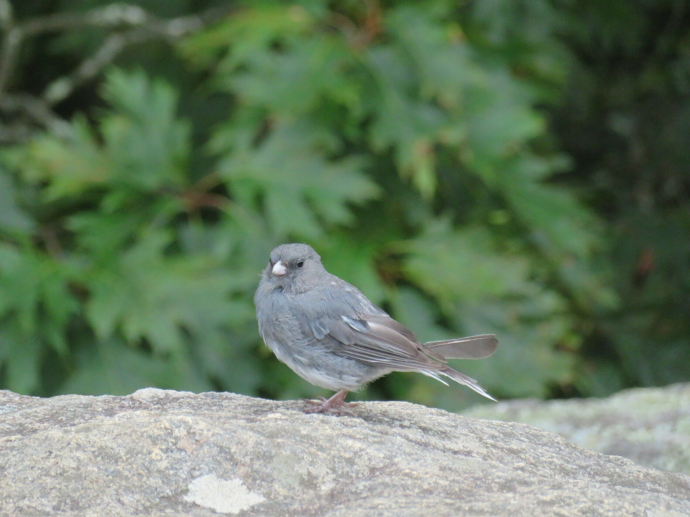 Dark-eyed Junco looking for a meal on Blood Mountain.